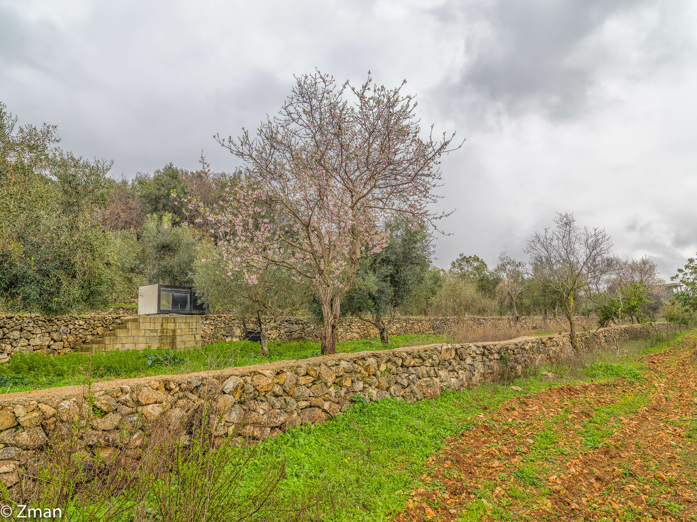 Almond Tree in Bloom