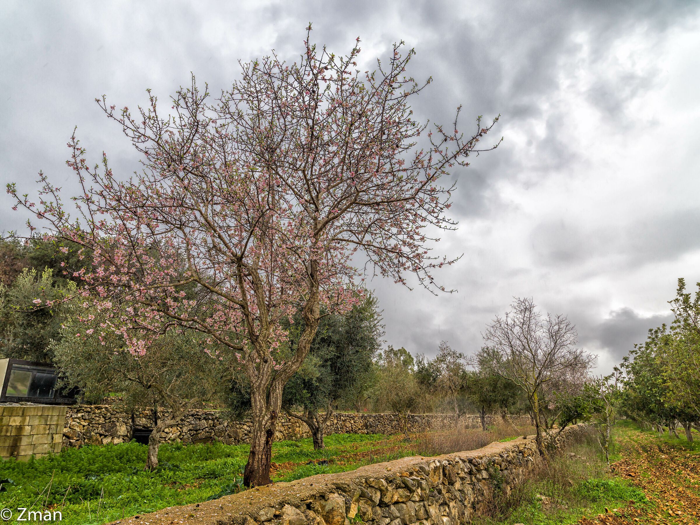 Almond Tree in Bloom