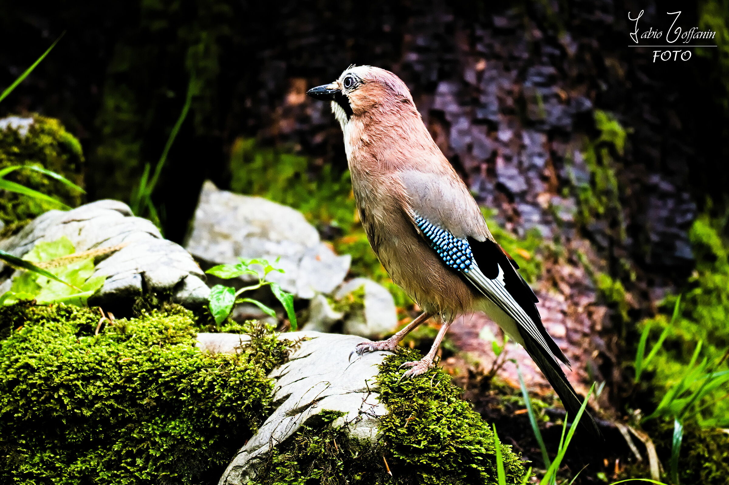 Una Ghiandaia nei Boschi della Slovenia