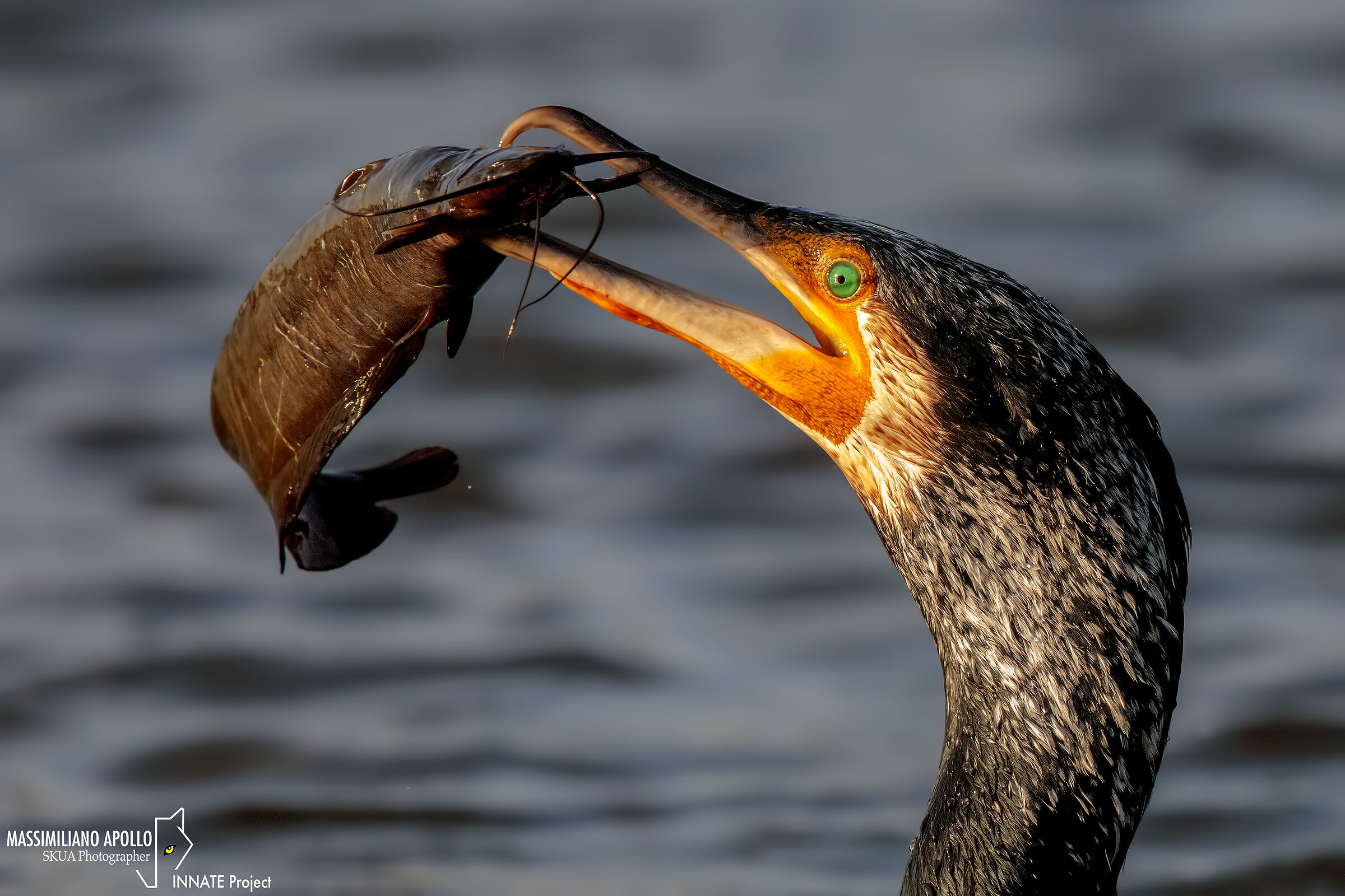 caccia al tramonto...