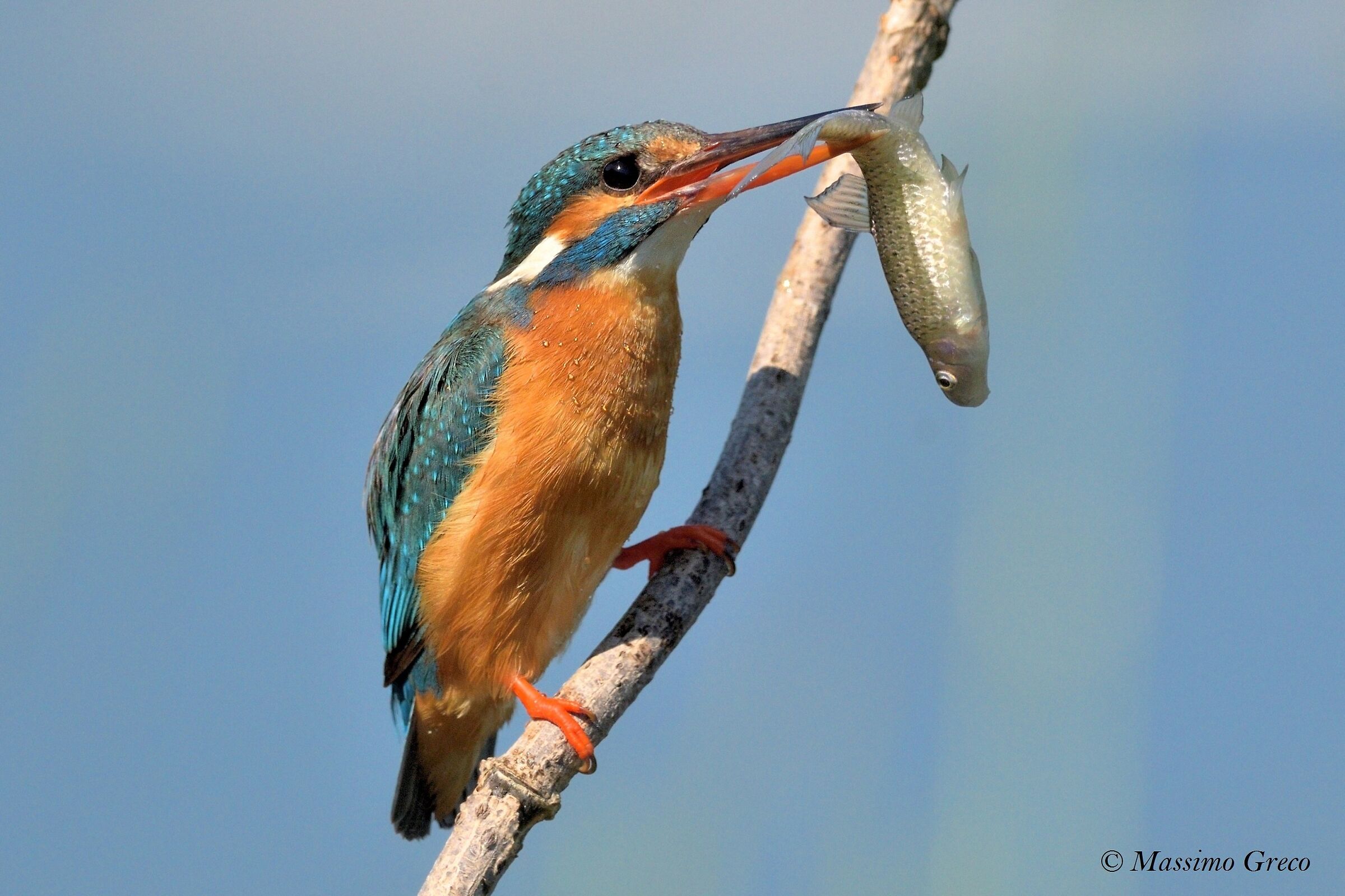 Kingfisher