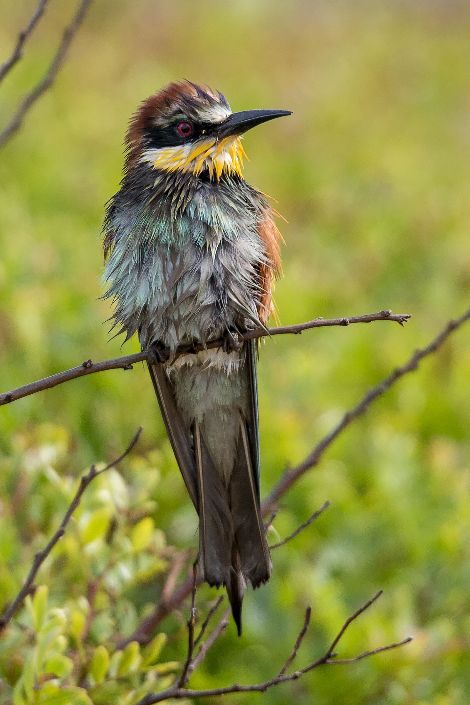 Wet Bee-eater