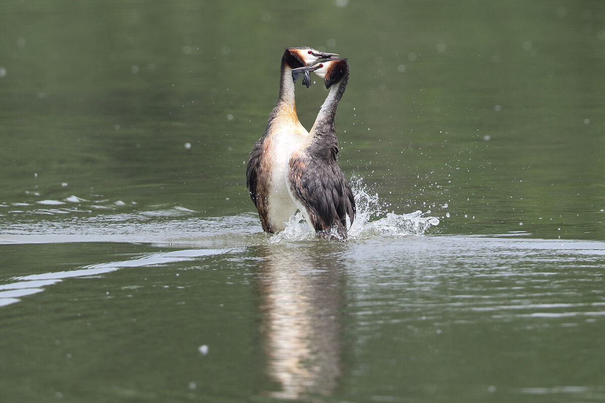 Dono nuziale degli svassi