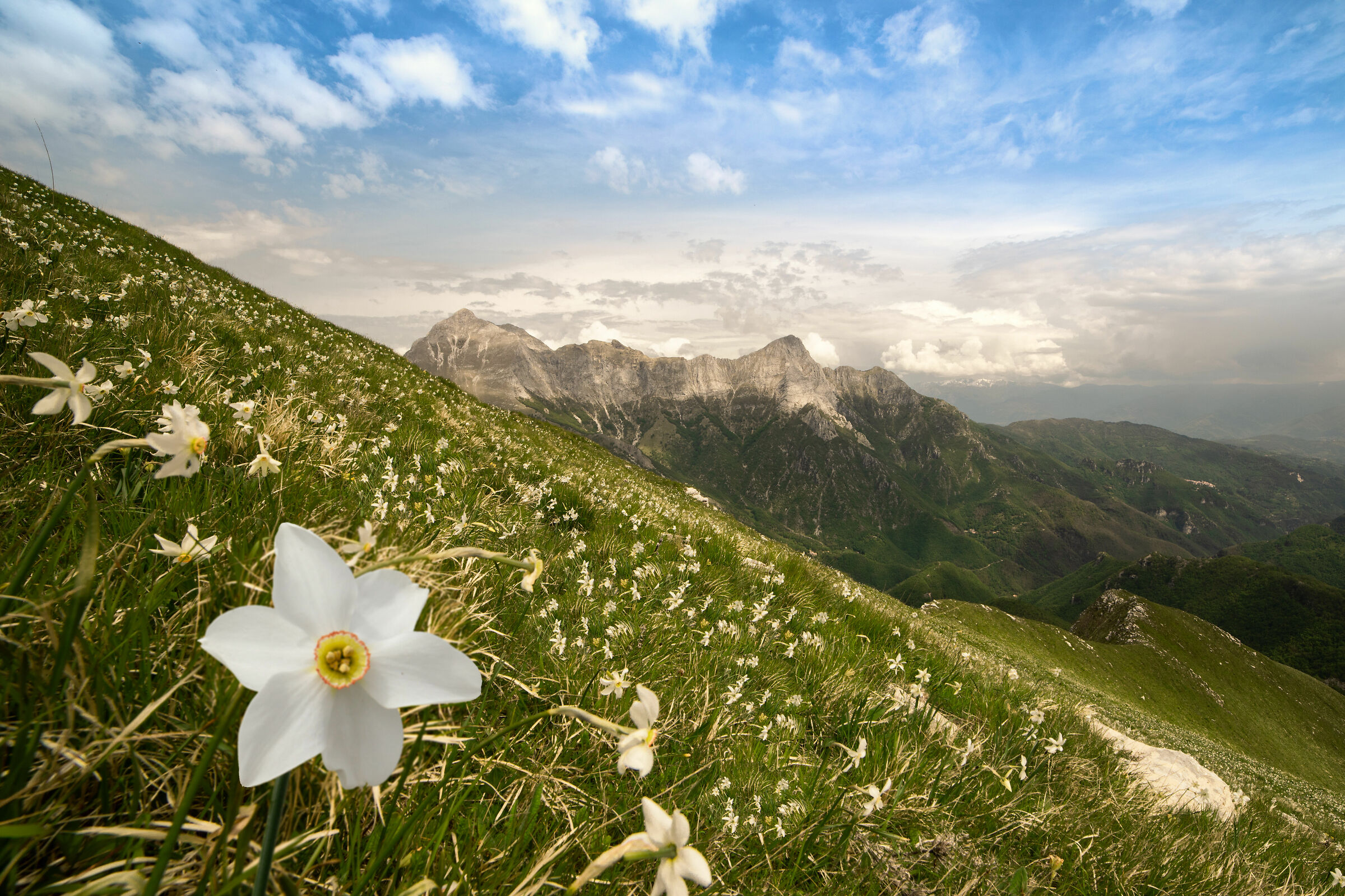 Fioritura delle giunchiglie