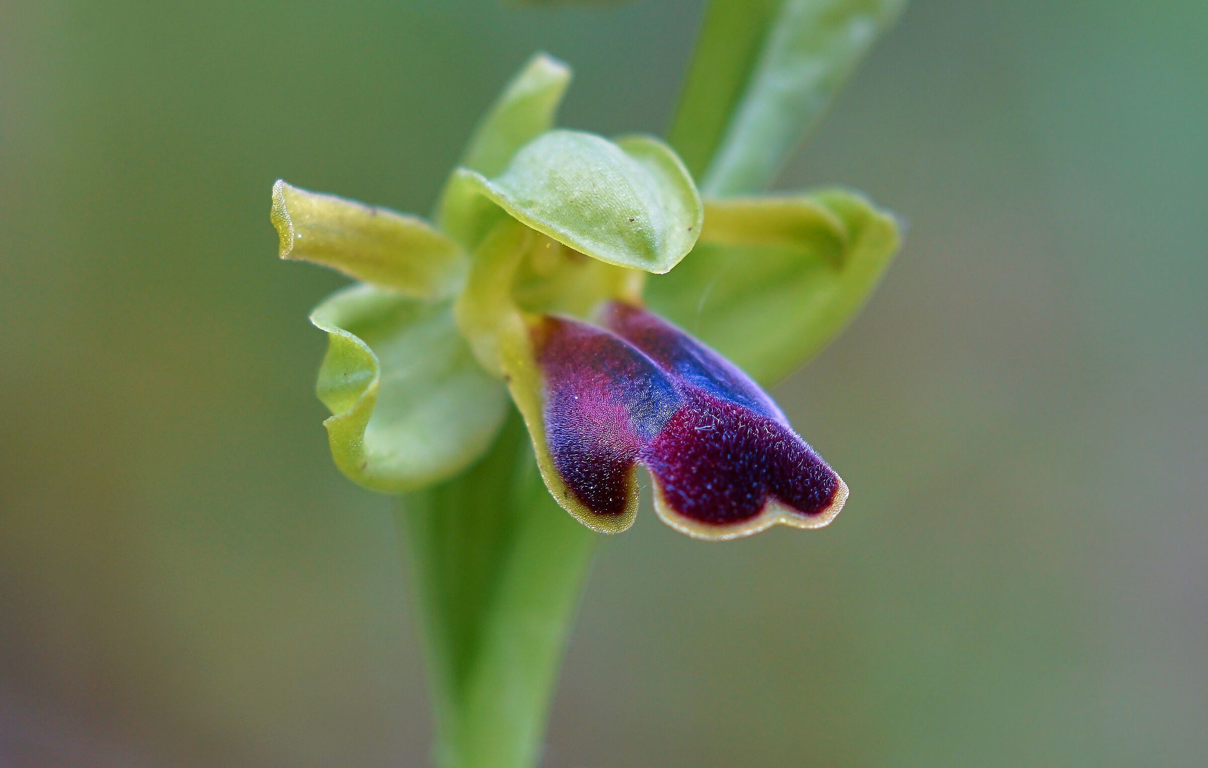 Ophrys fusca