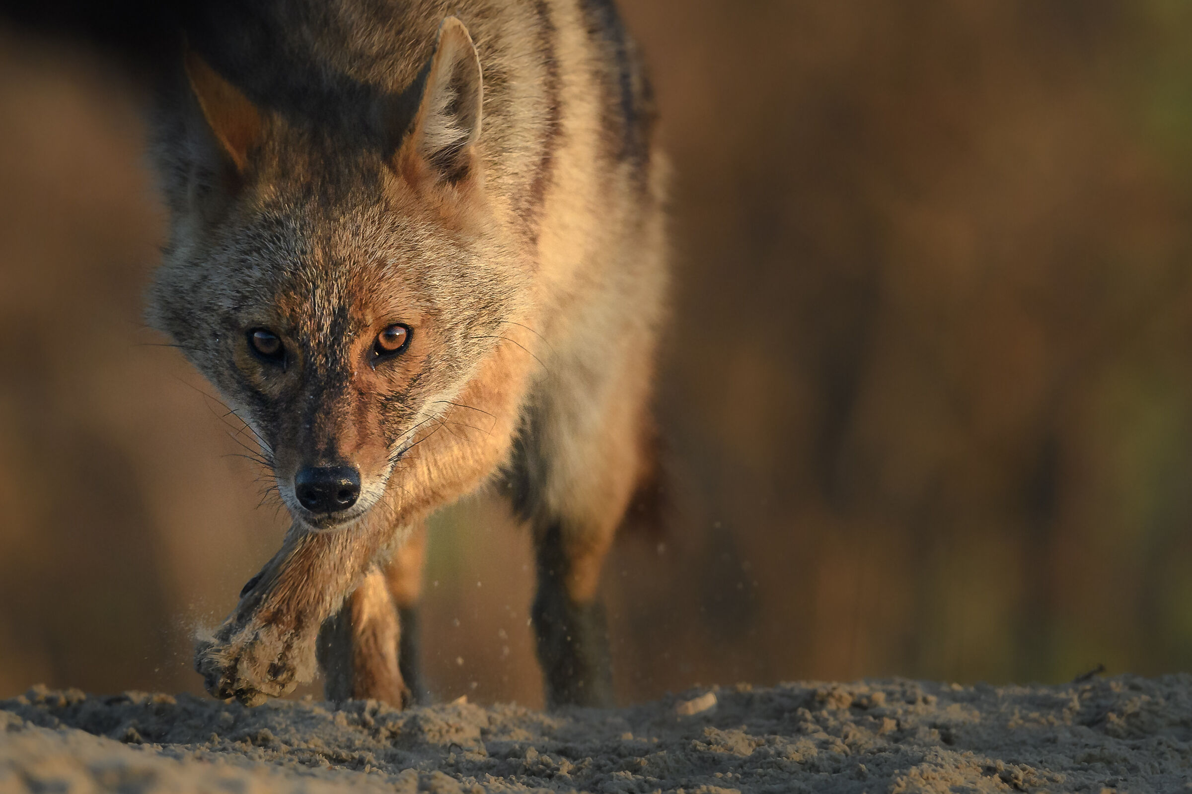 furtivo .... di corsa