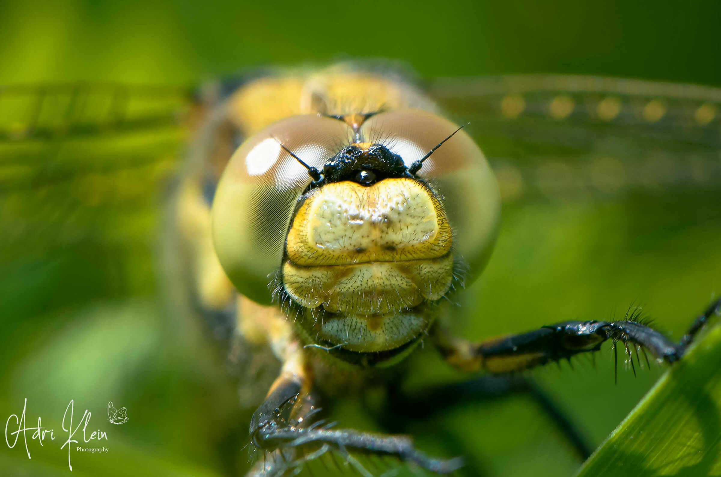 Dragonfly