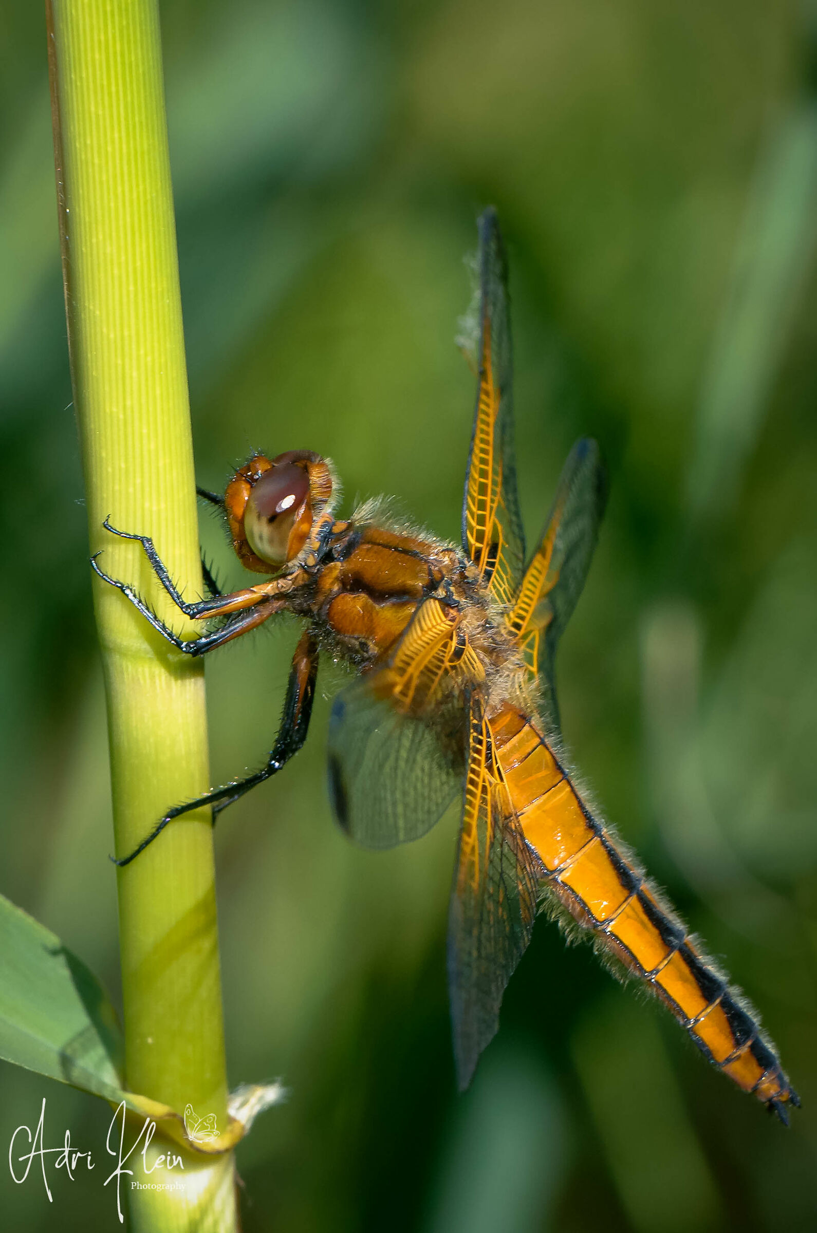 Dragonfly