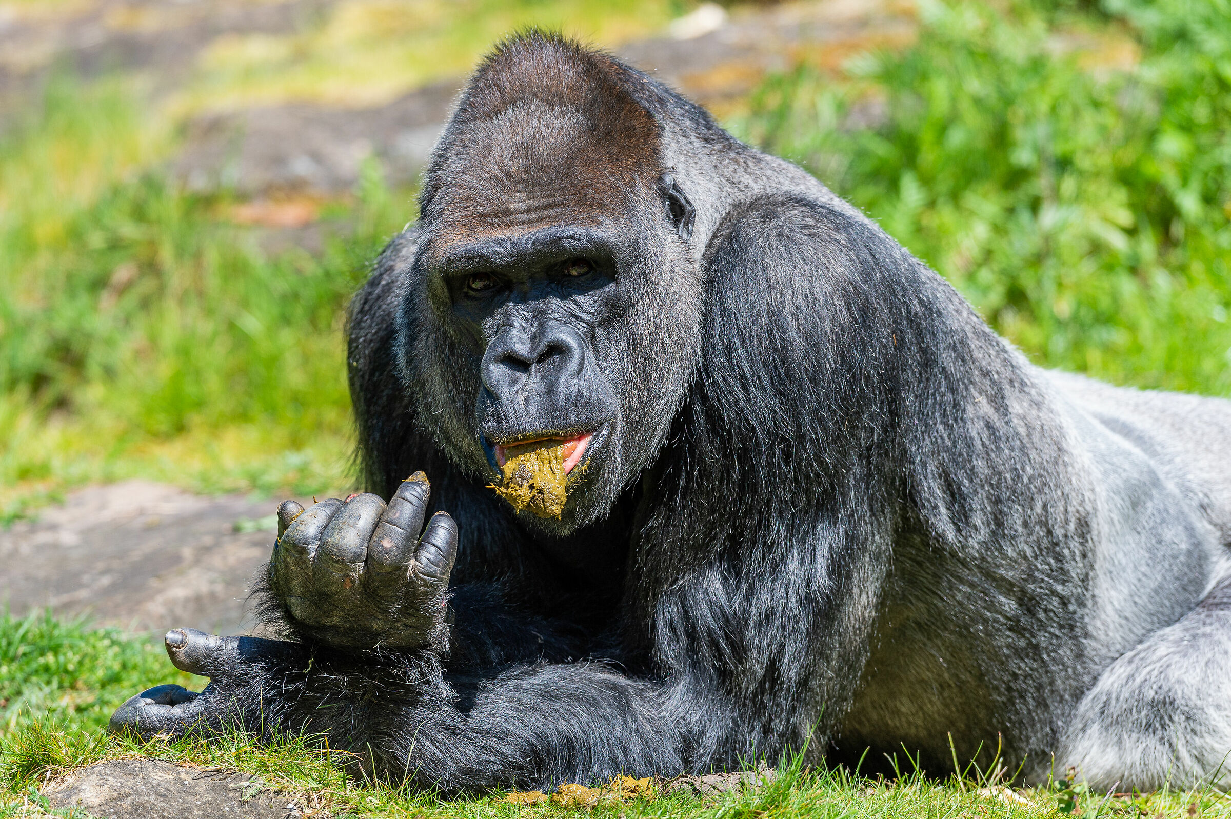 Lowland Gorilla not so graceful