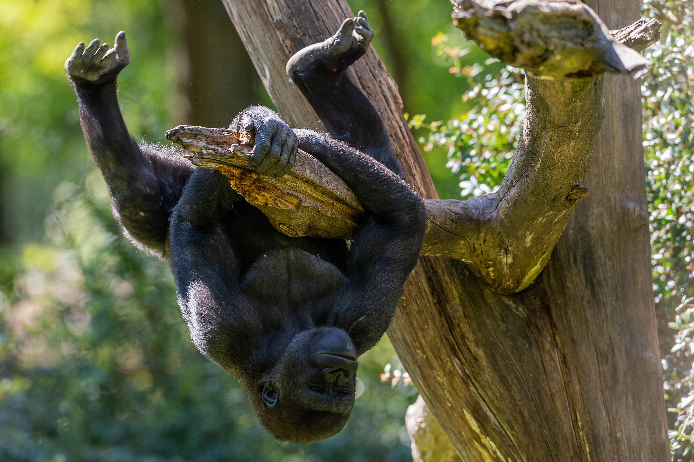Lowland Gorilla hanging upside down
