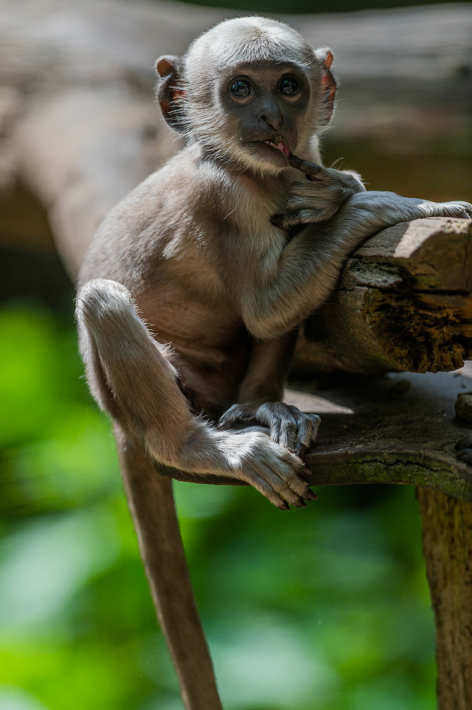 Baby Langur