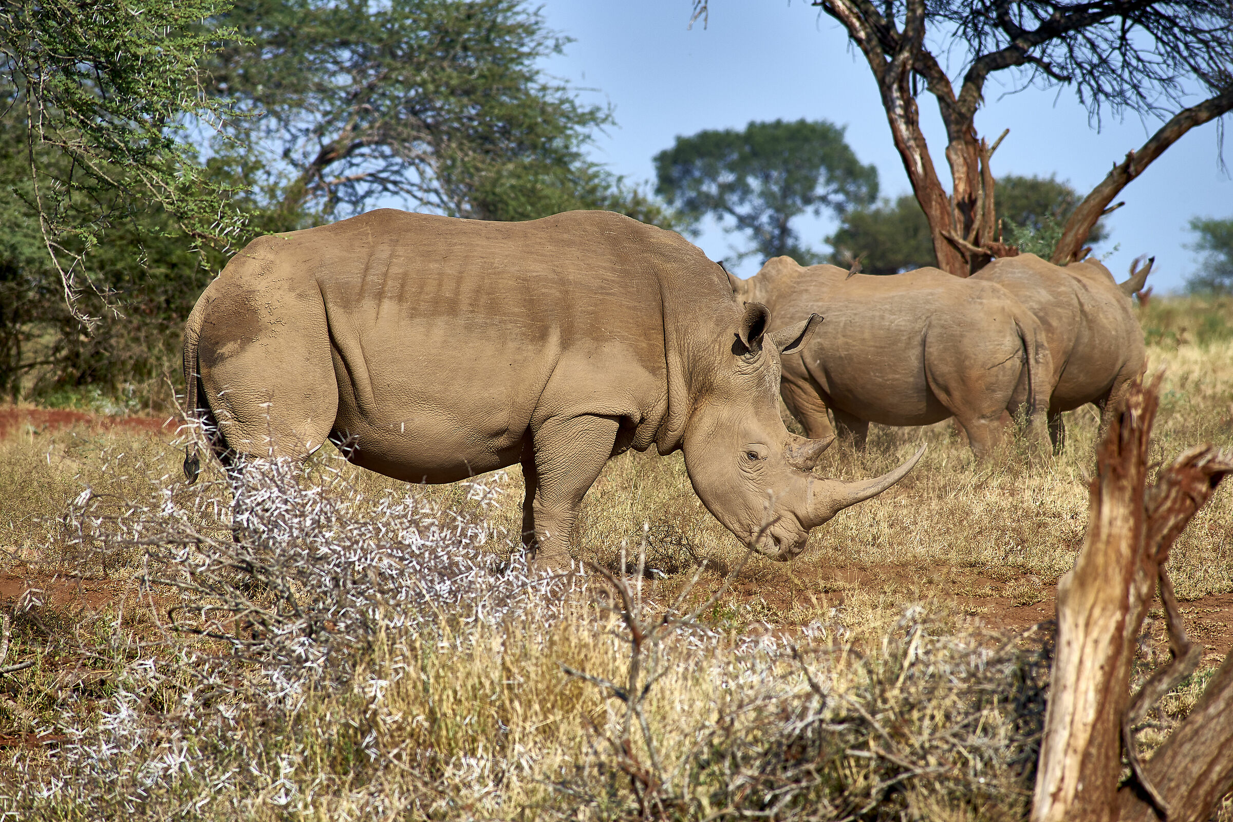 Rhinos at Shishangeni Game Reserve, Kruger Park