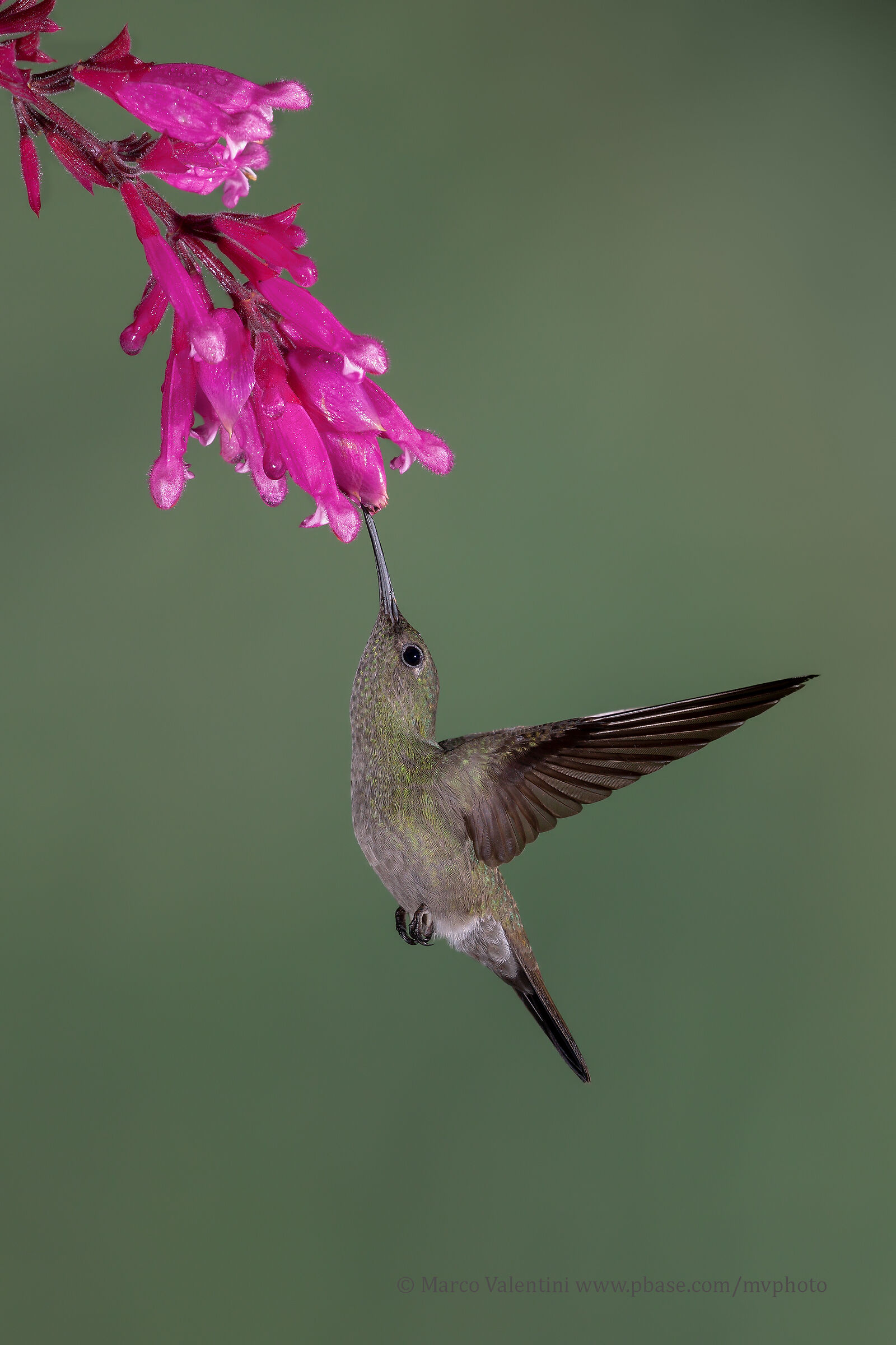 Sombre Hummingbird