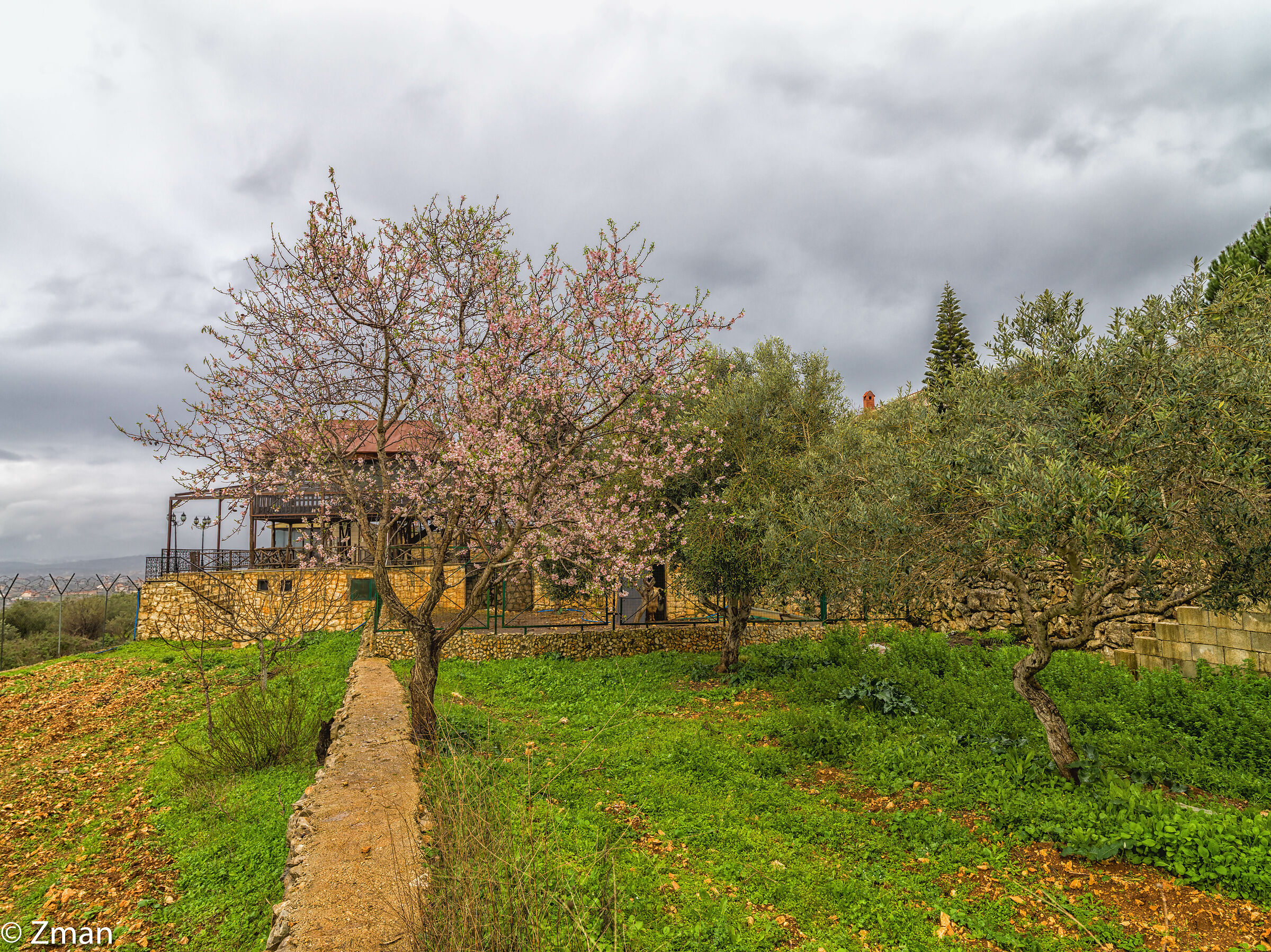 The Almond Tree