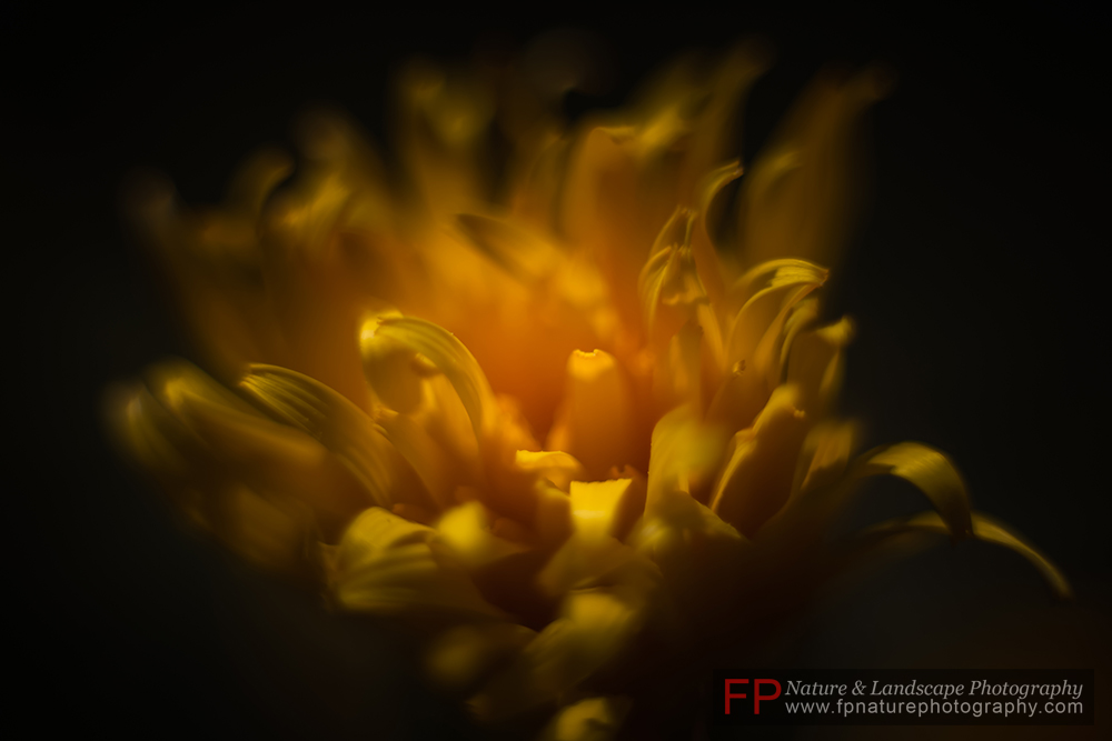 Scolymus grandiflorus