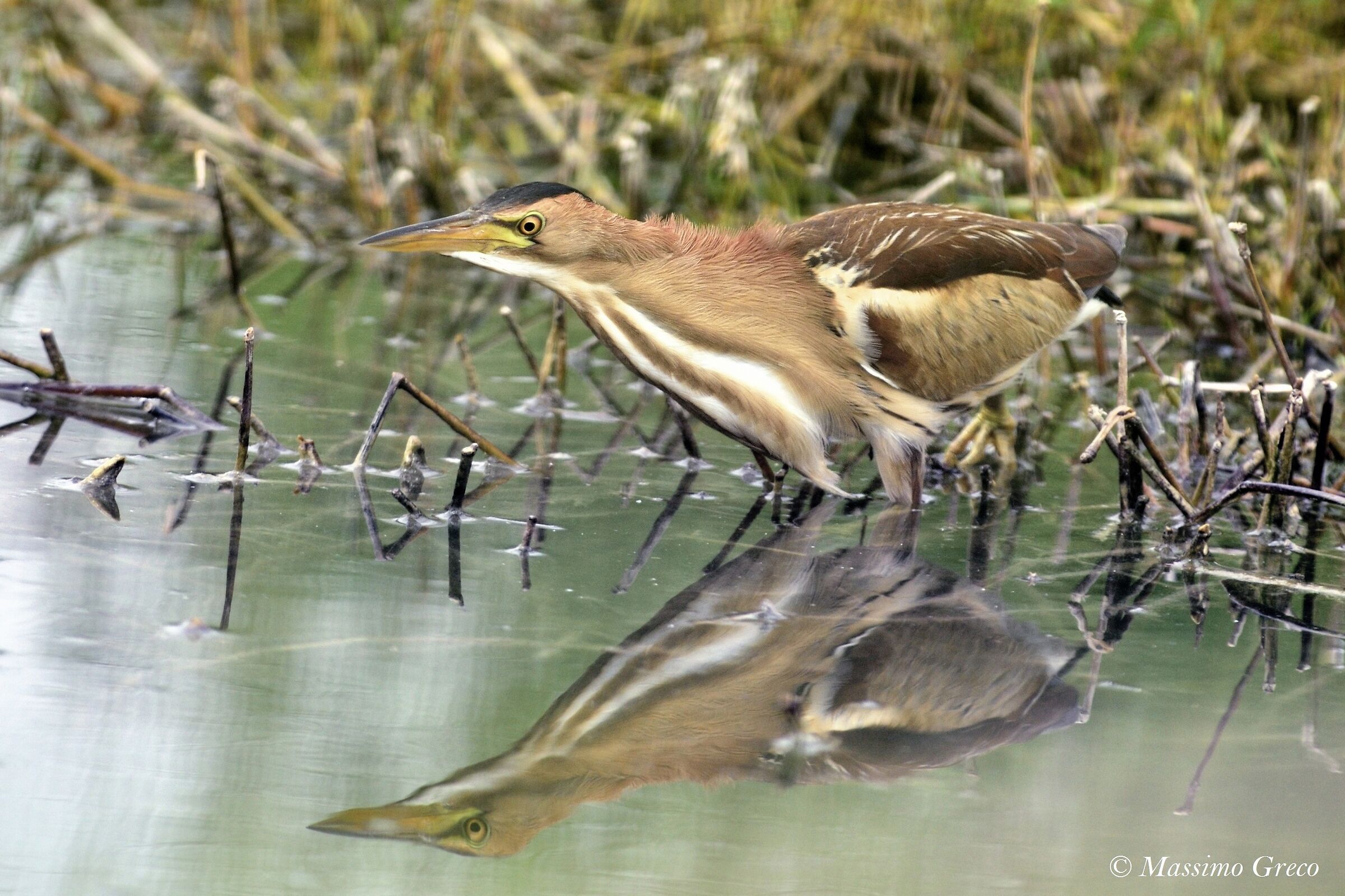 Bittern (Ixobrychus minutus)