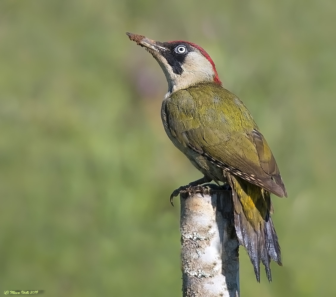 Green woodpeckers (Picus VirDIS)