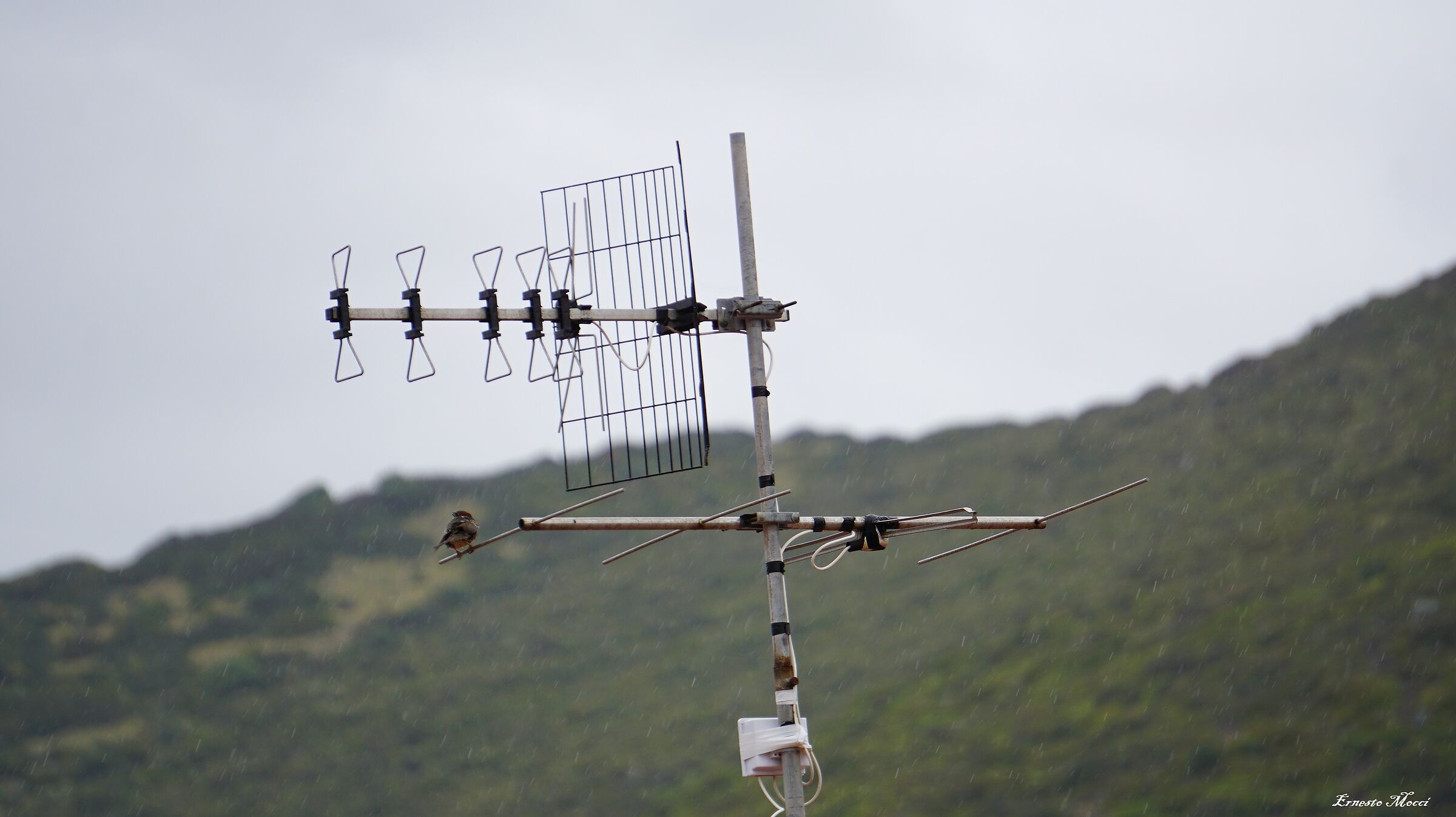 il Povero Cristo Cantautore, Omag. a Vinicio Capossella