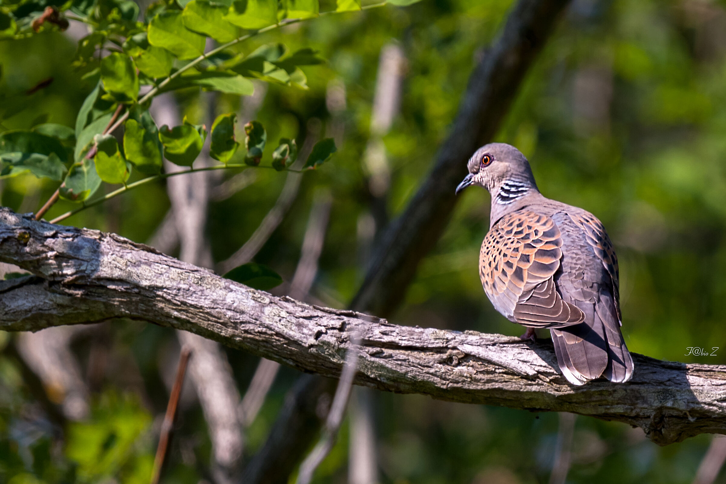 Tortorta selvaggia arrabbiata