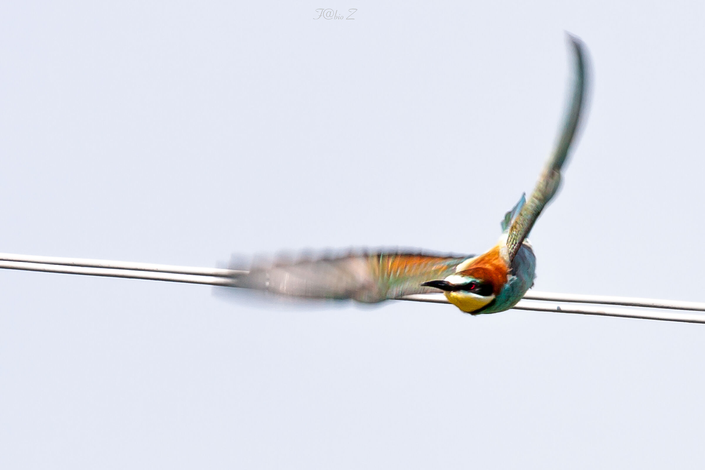 Gruccione in the fly