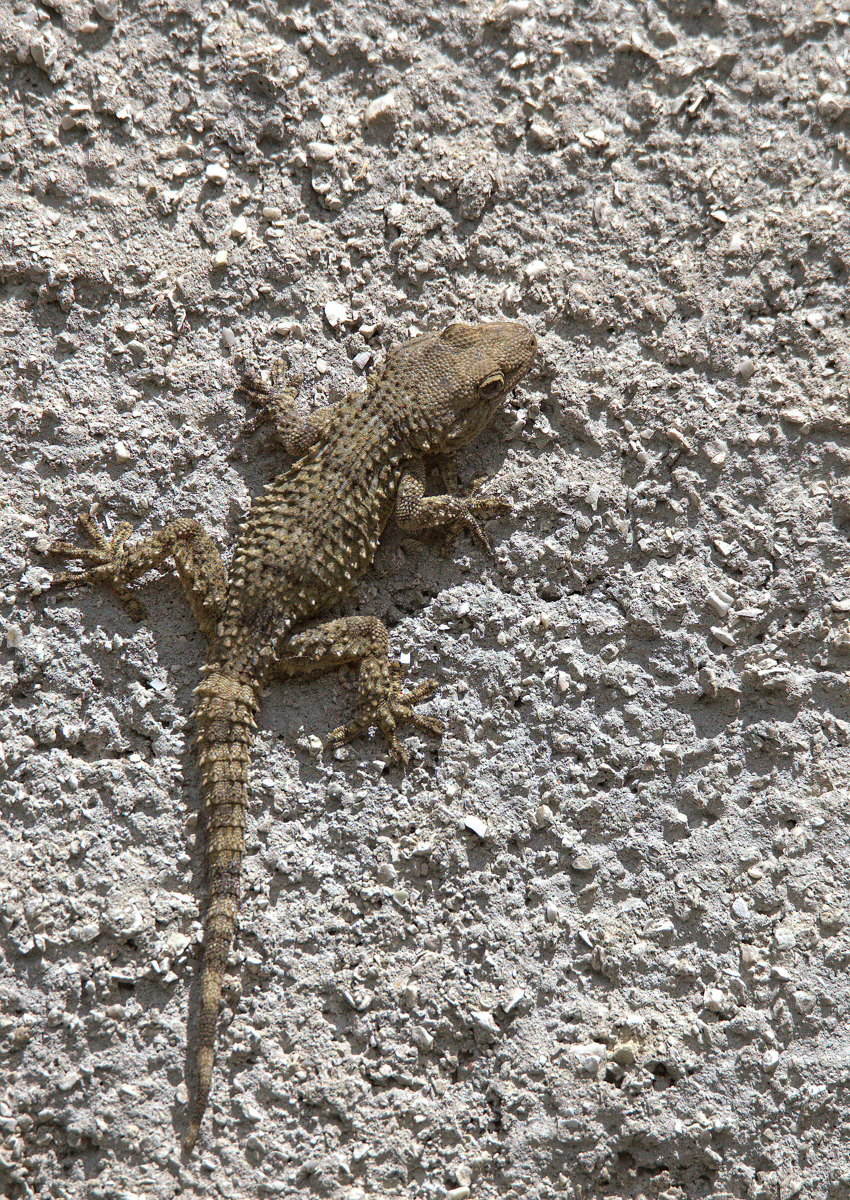 Common Gecko