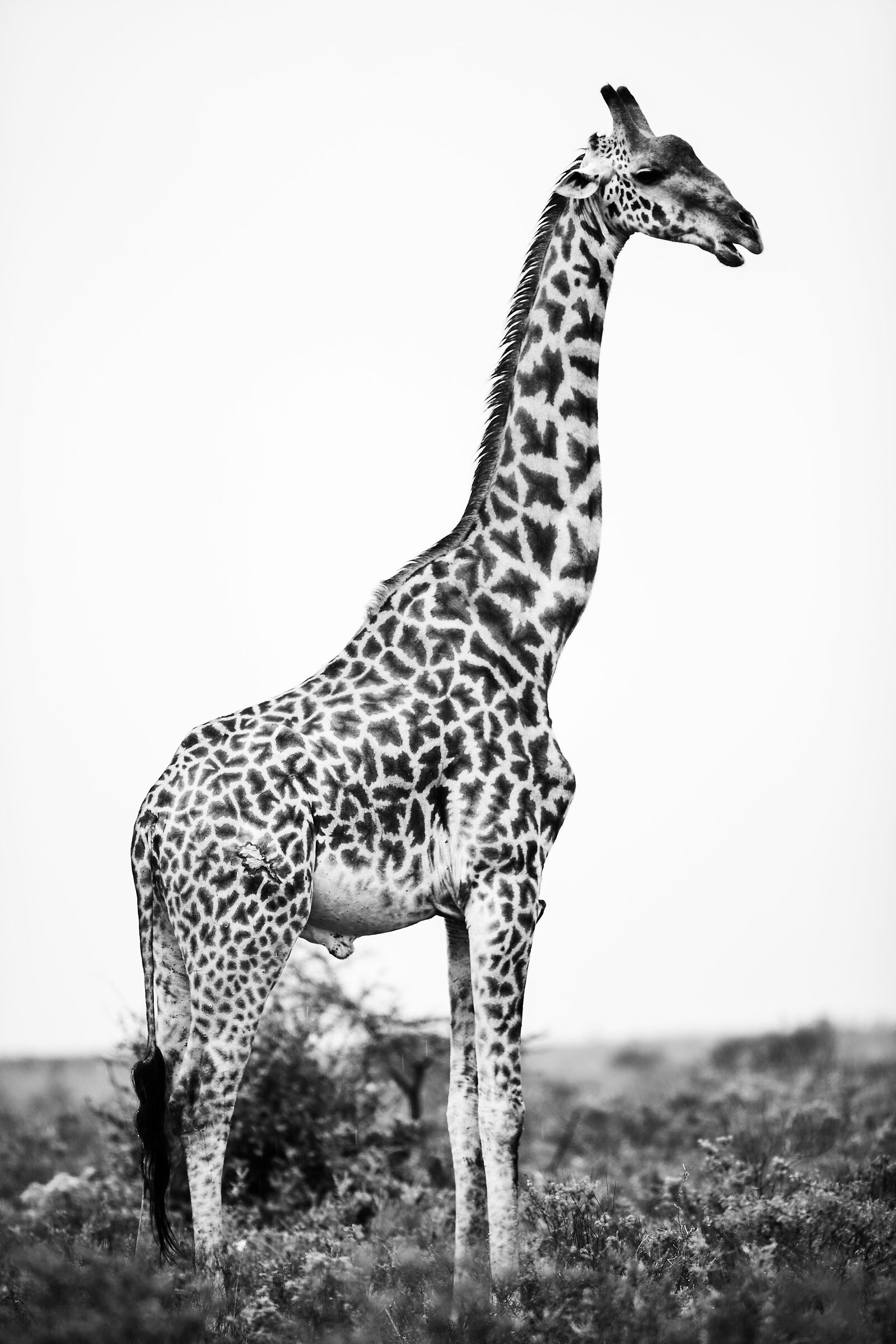 Giraffa
