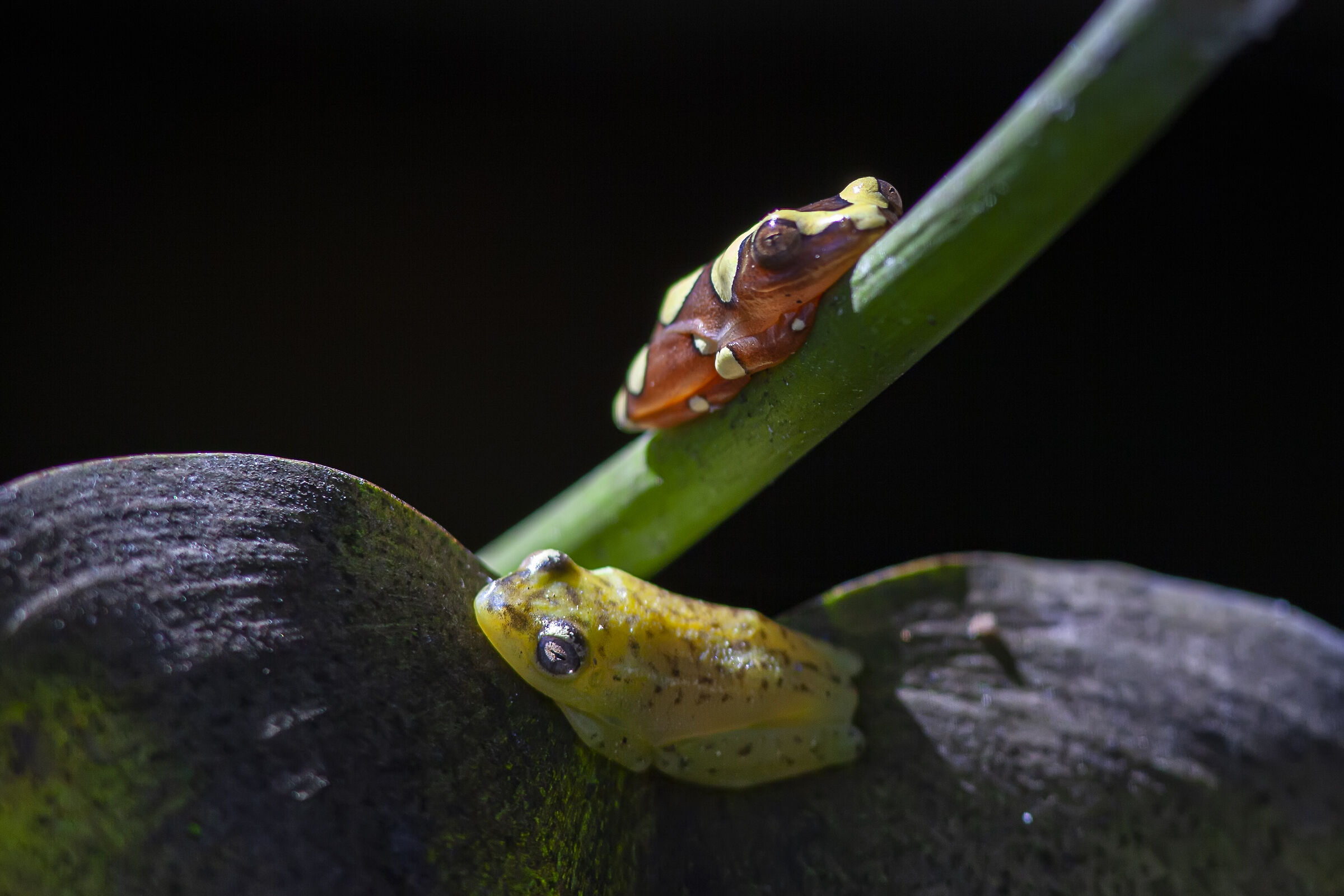 Poison Frogs with colors