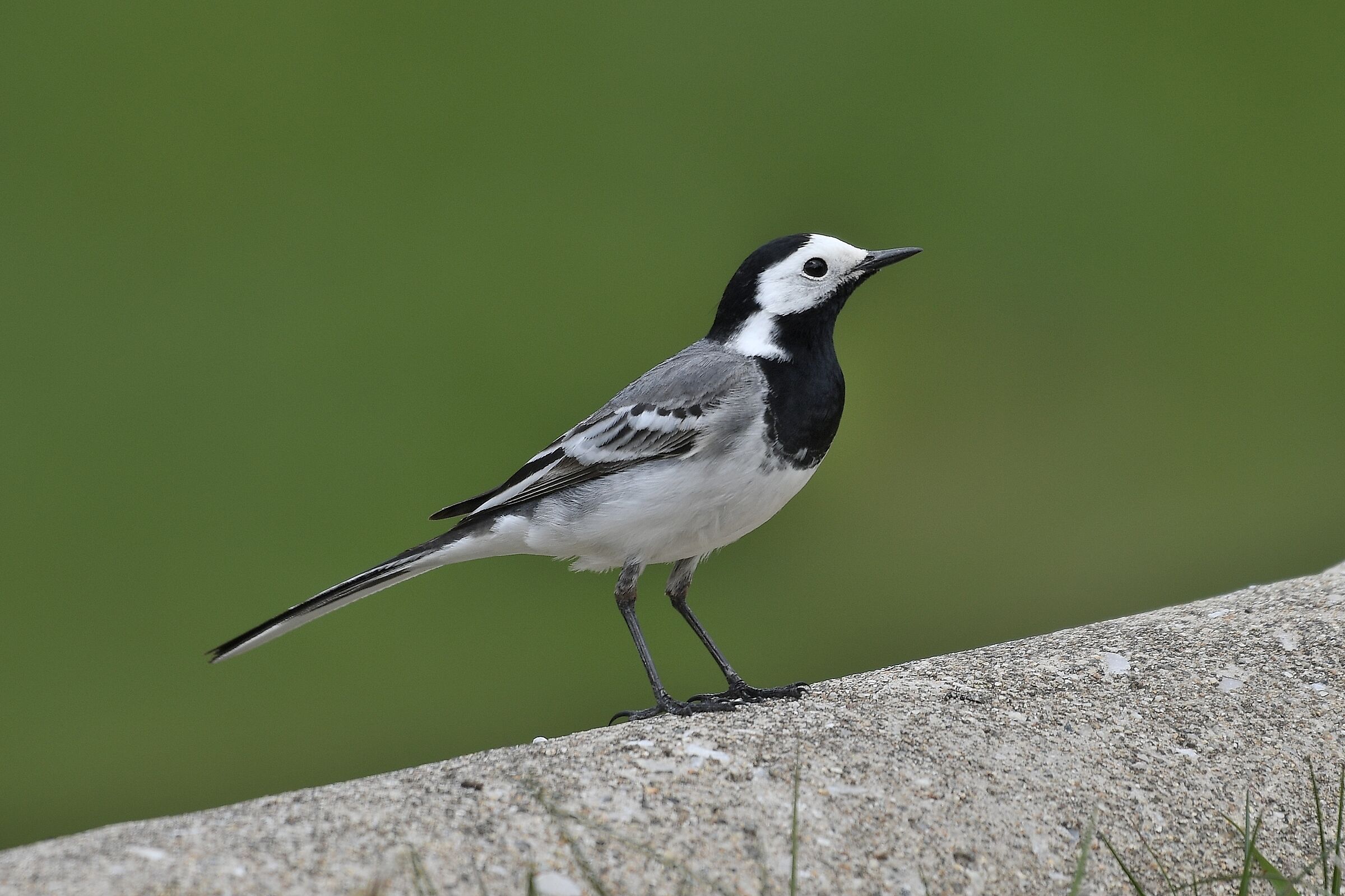 Motacilla alba