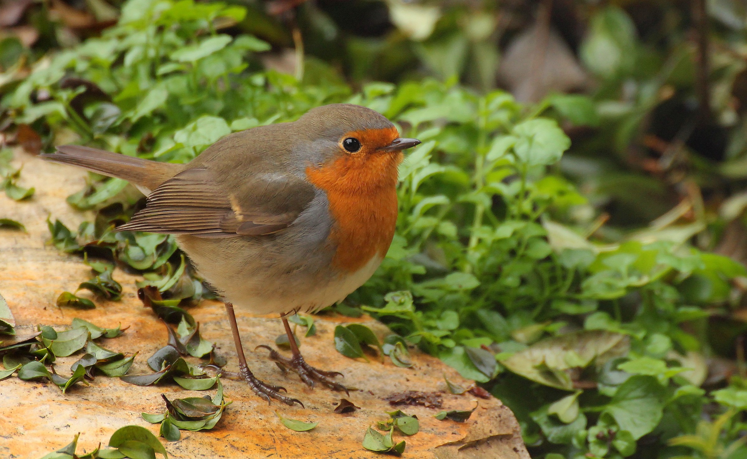 Buon Natale a tutti!