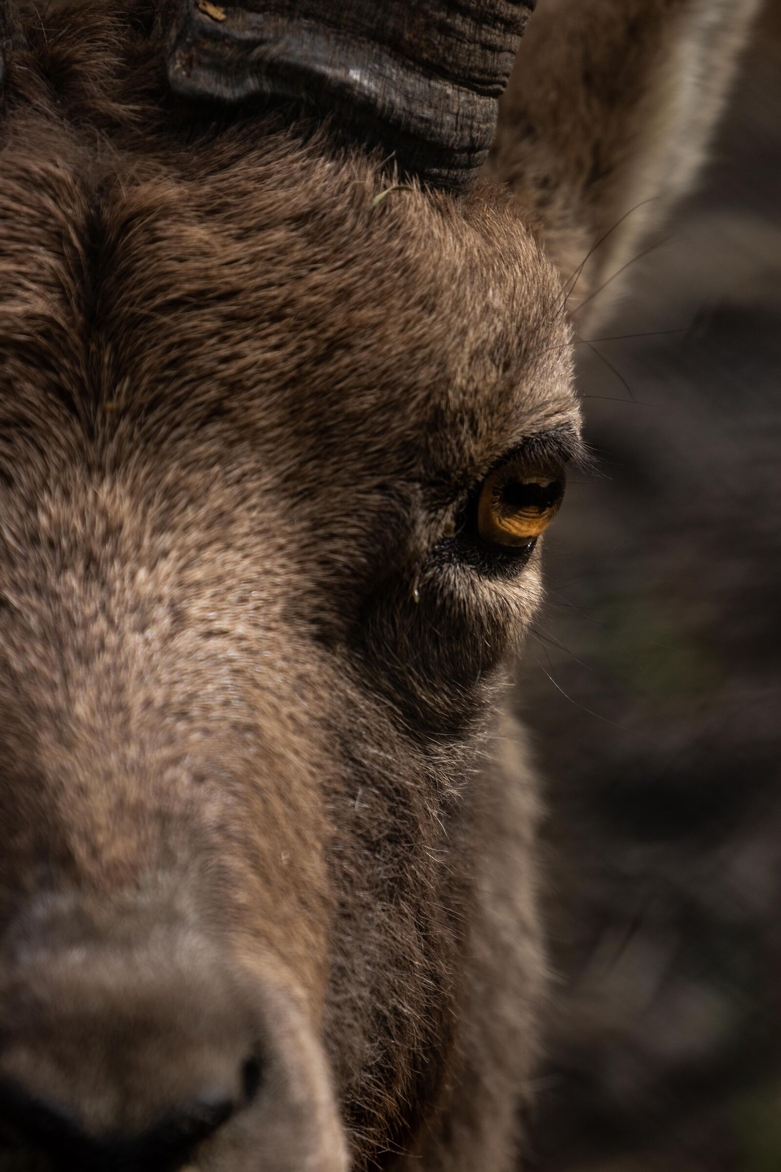 Eye Ibex