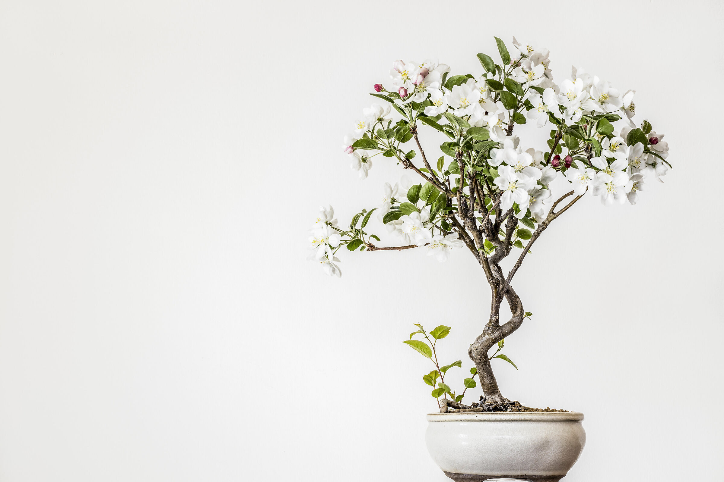 Malus PERPETUU ' Evereste '