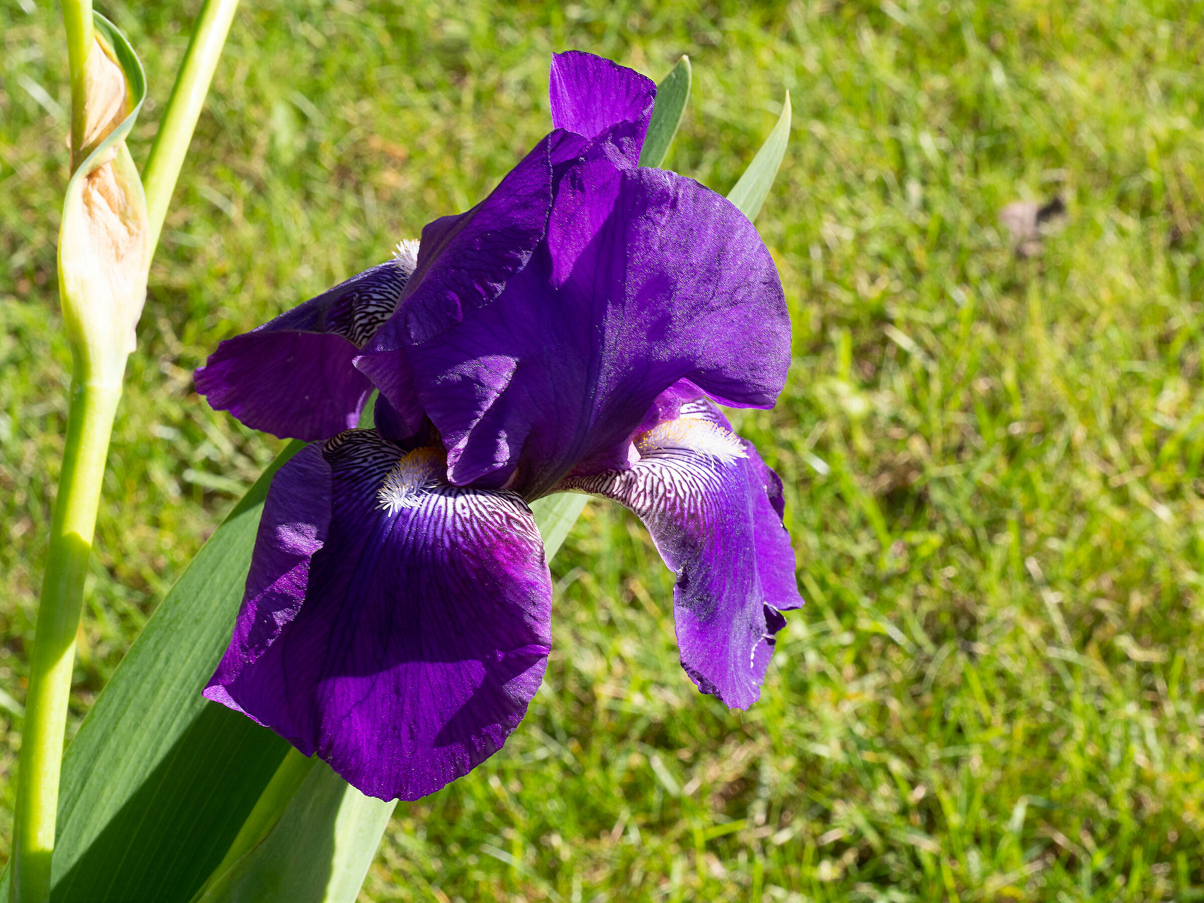 Iris first tests with macro