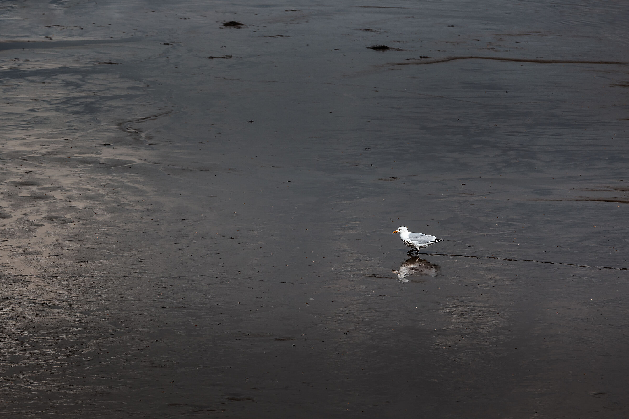 Kinvara - Irlanda 04/2019