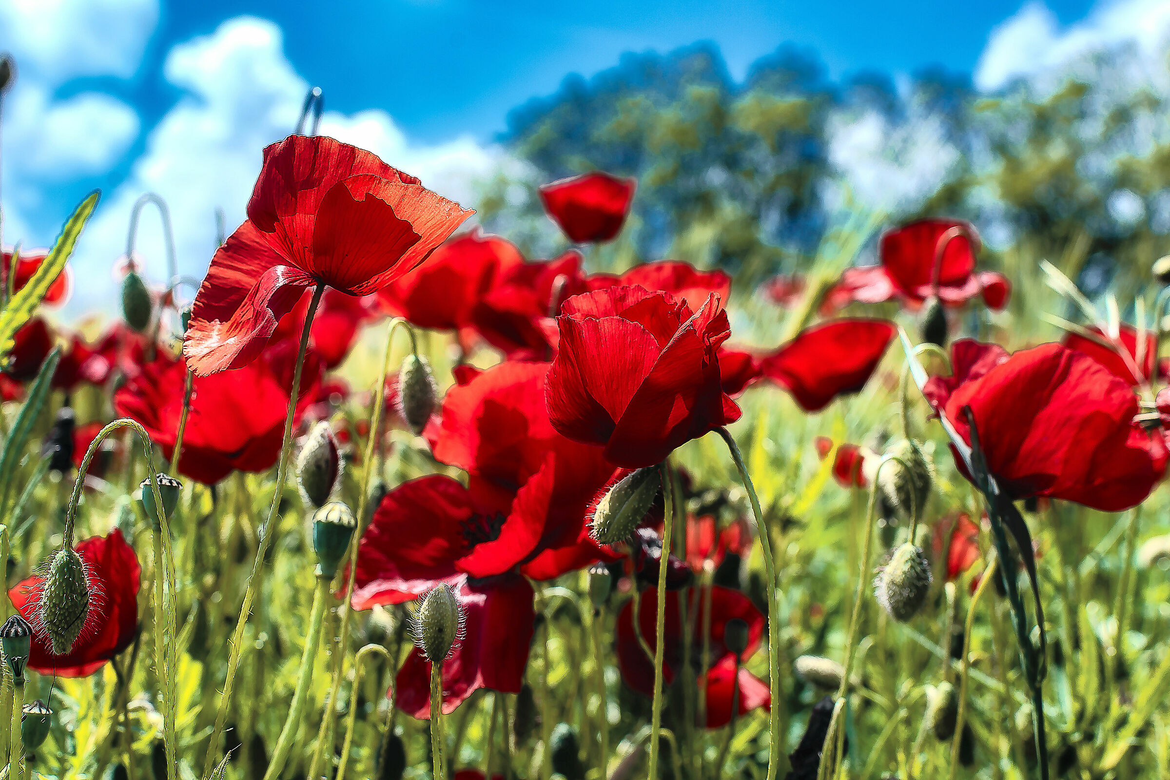 papaveri e papaveri :-)