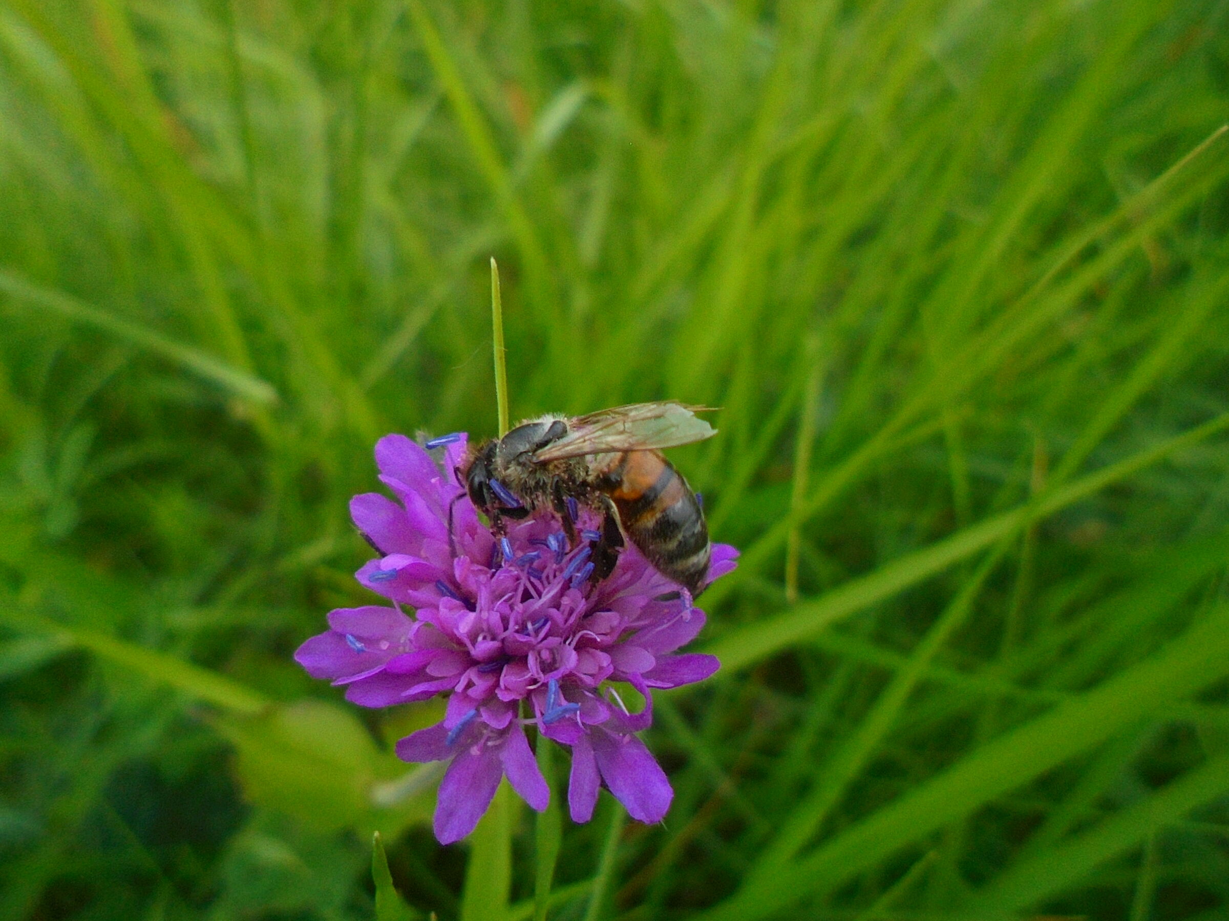 Bee on the flower