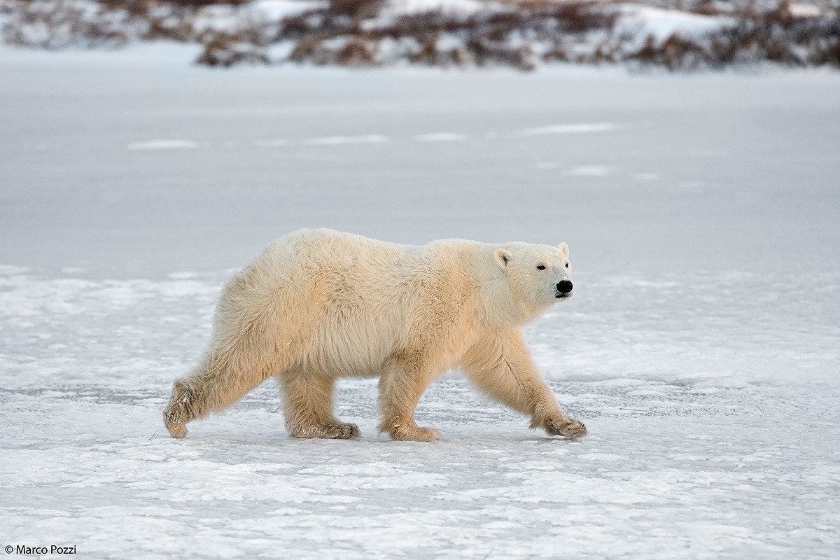 Passeggiata sul ghiaccio