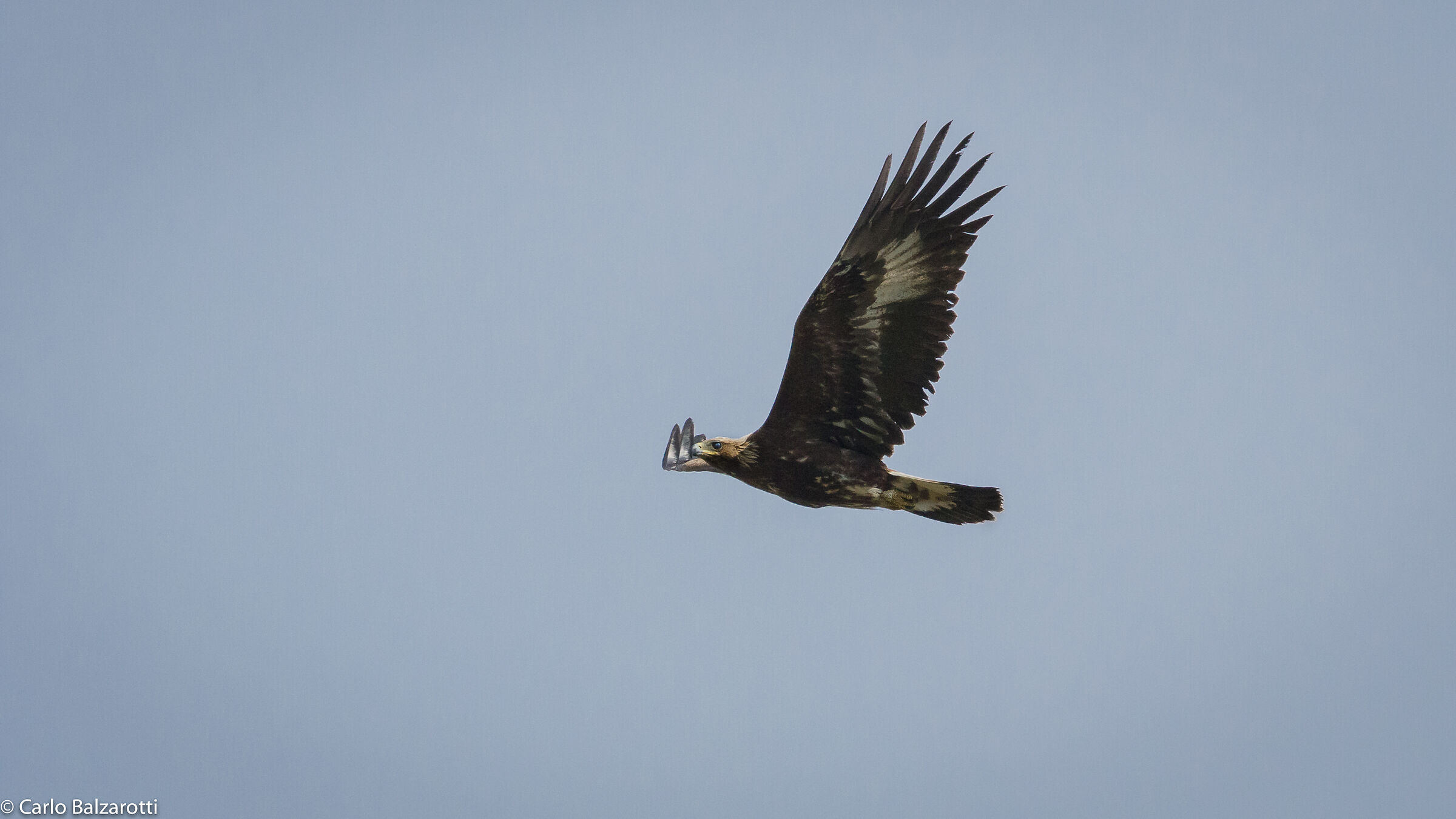 The flight of the Queen