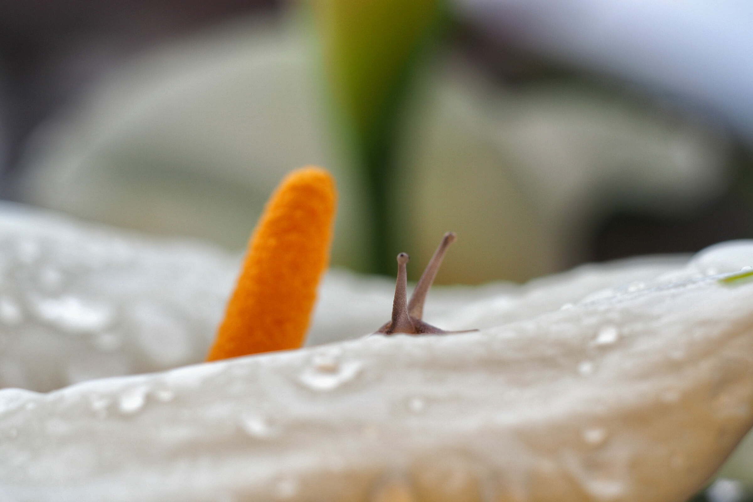 Si può? e' permesso?