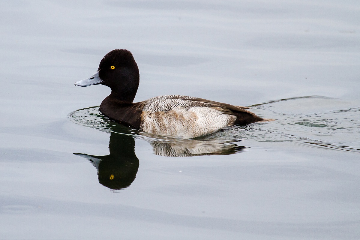Lesser Scaup