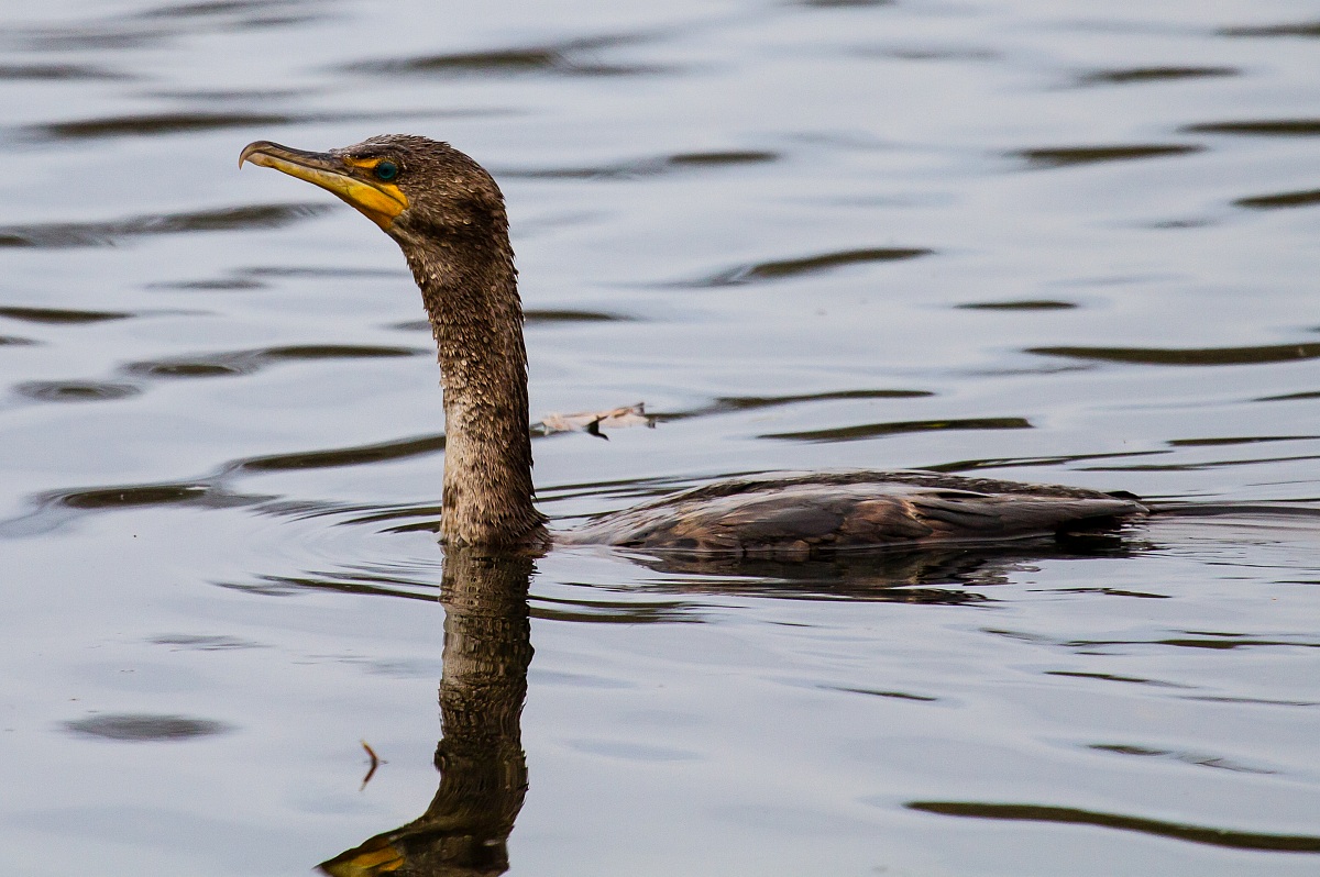 Double-crested Cormorant Juvenile