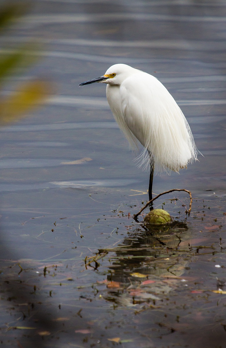 Snowy Egret