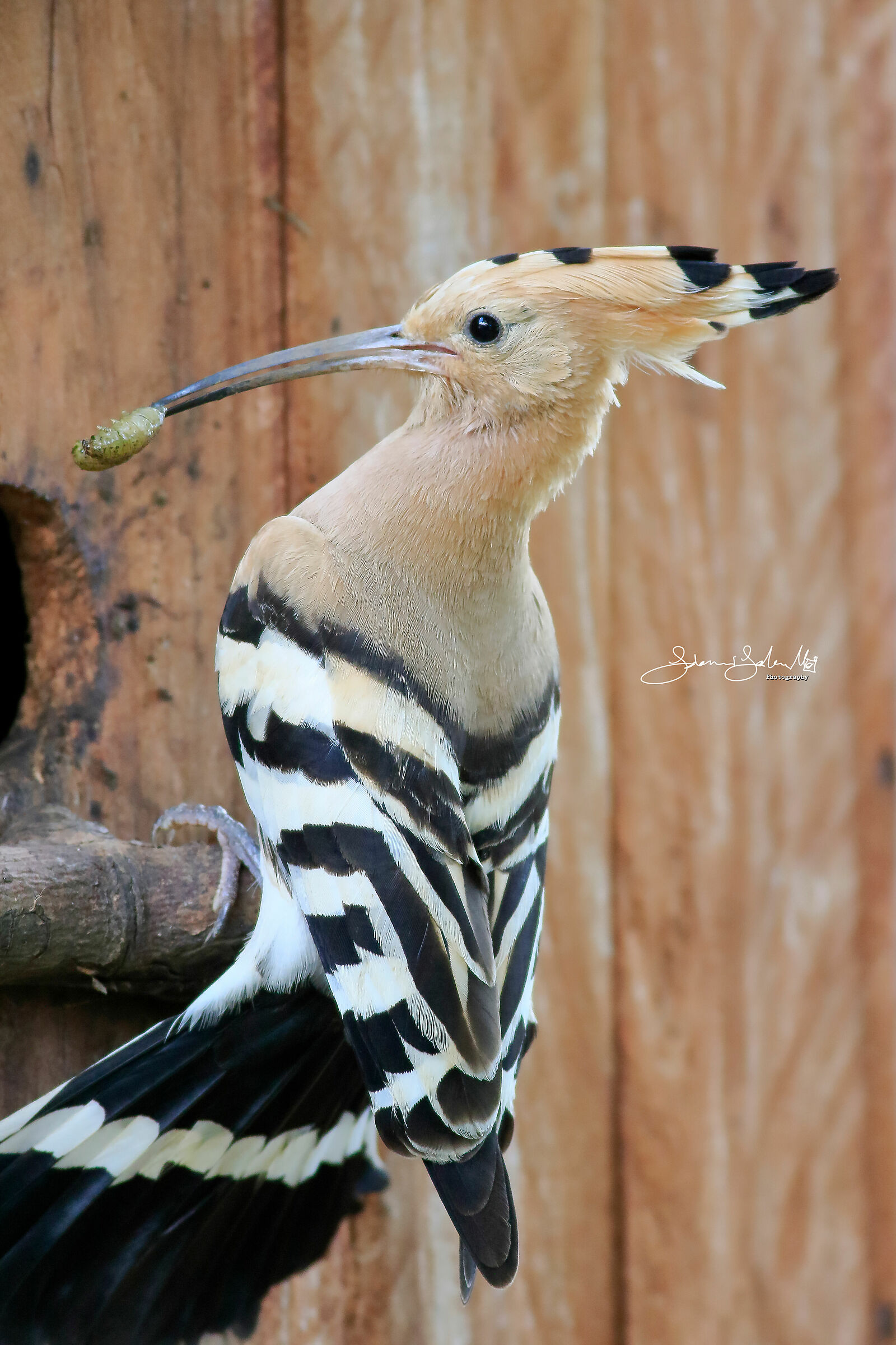 Upupa epops (Linnaeus, 1758)