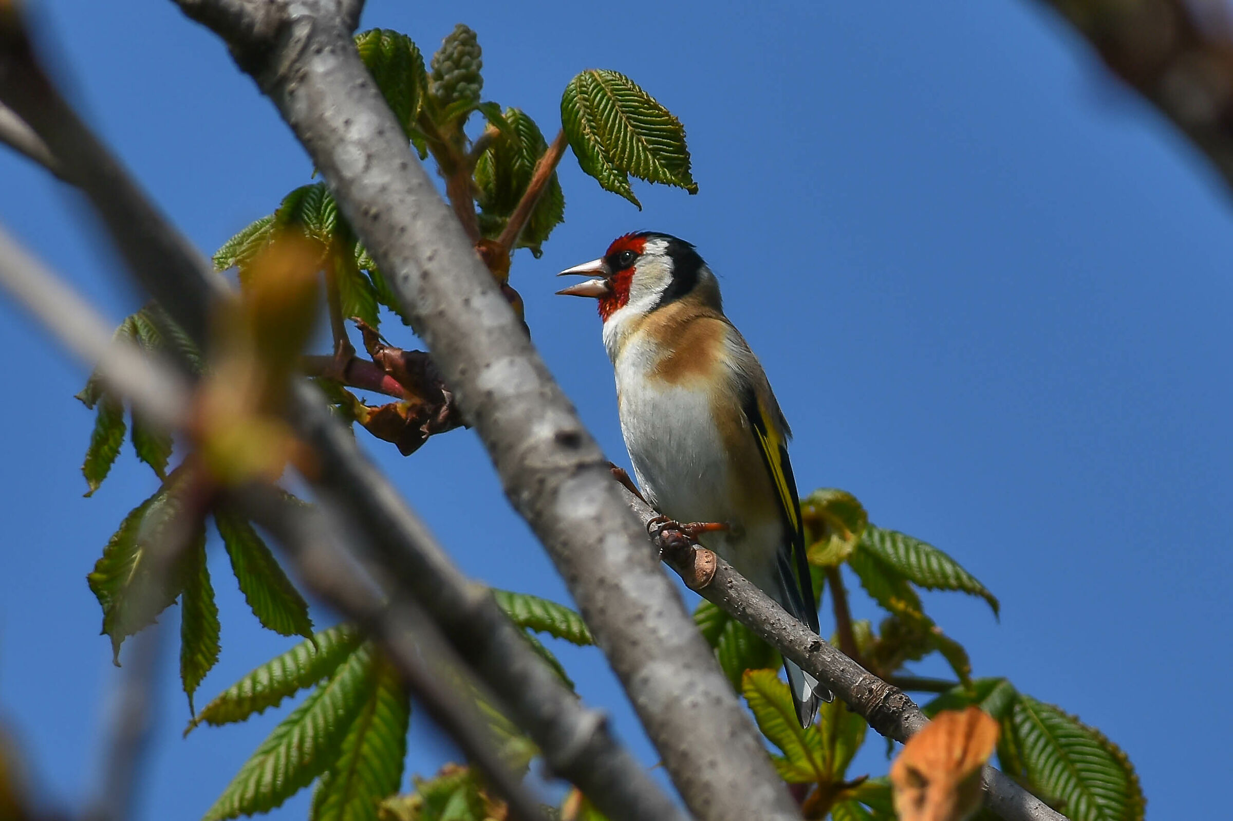 Cardellino