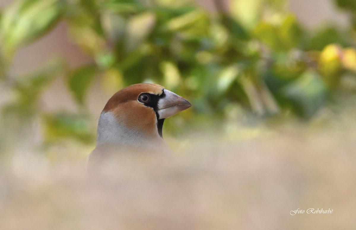 Hawfinch