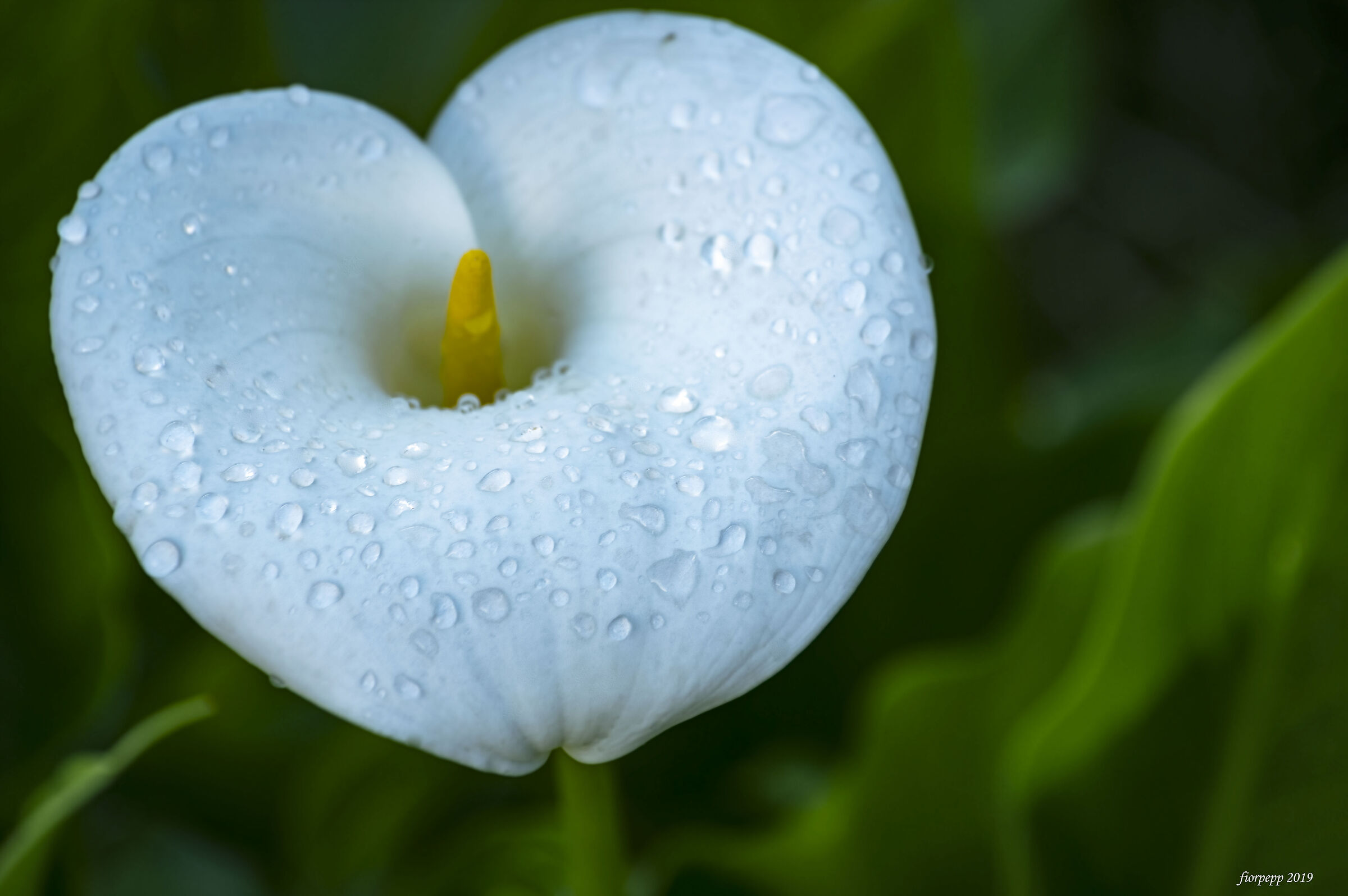 A heart of Calla