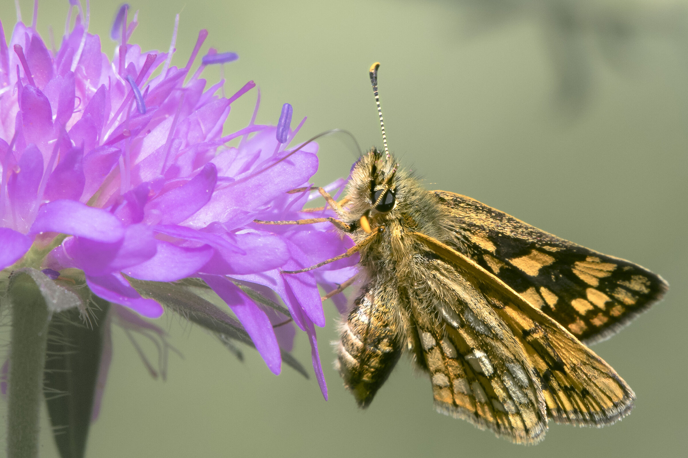 Carterocephalus palaemon