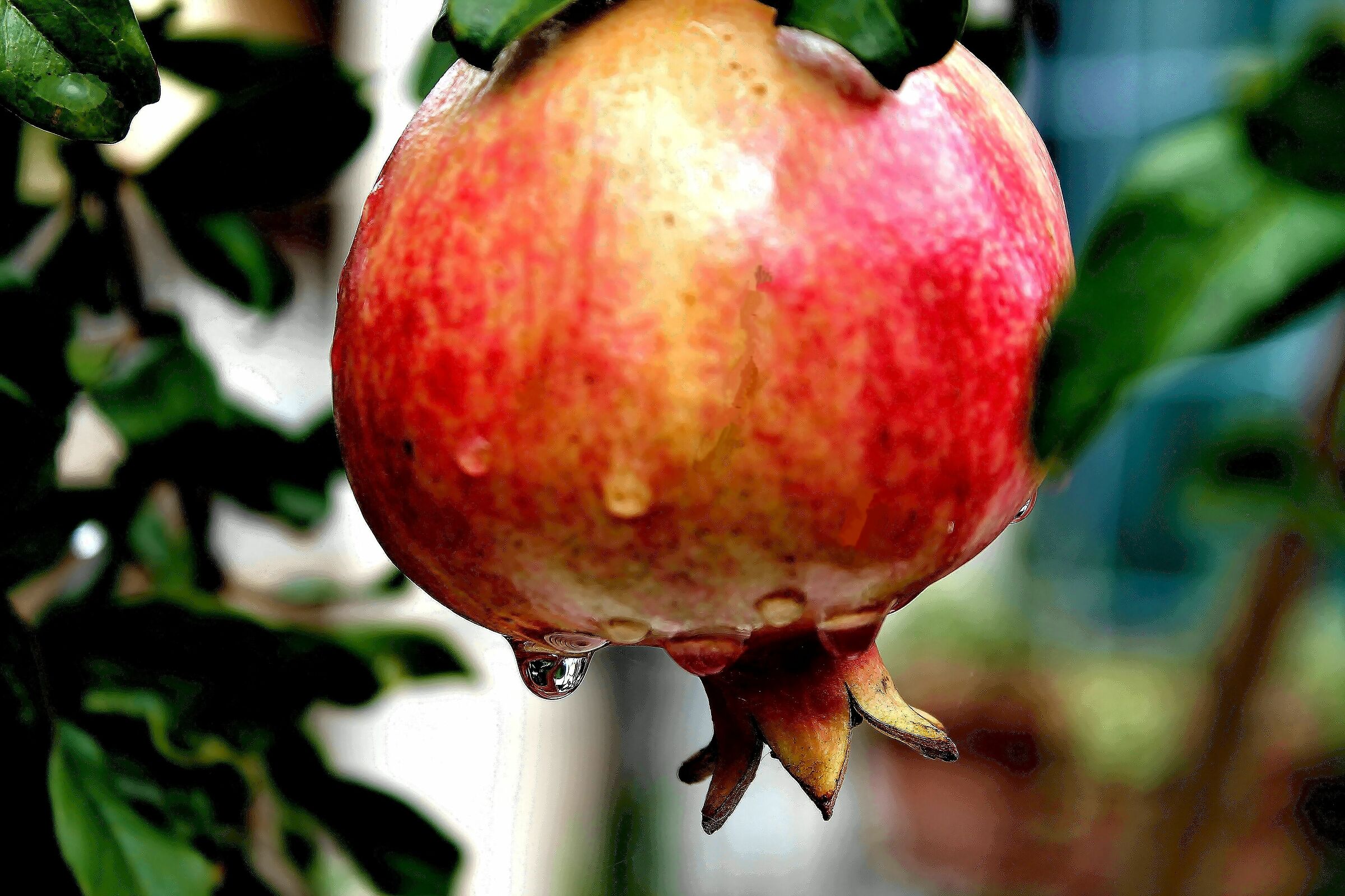 Pomegranate
