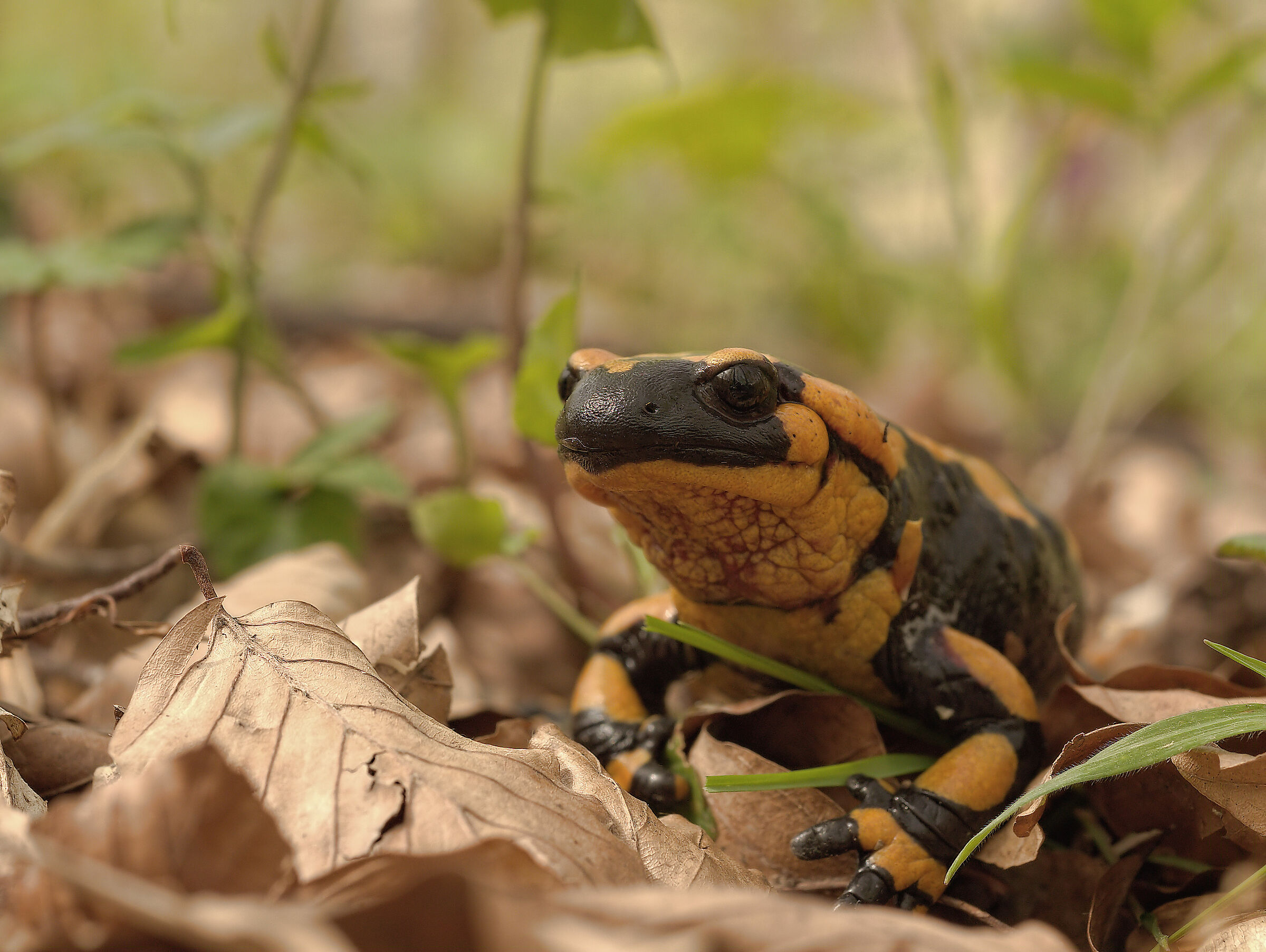 Salamandra pezzata (Salamandra Salamandra giglioils)