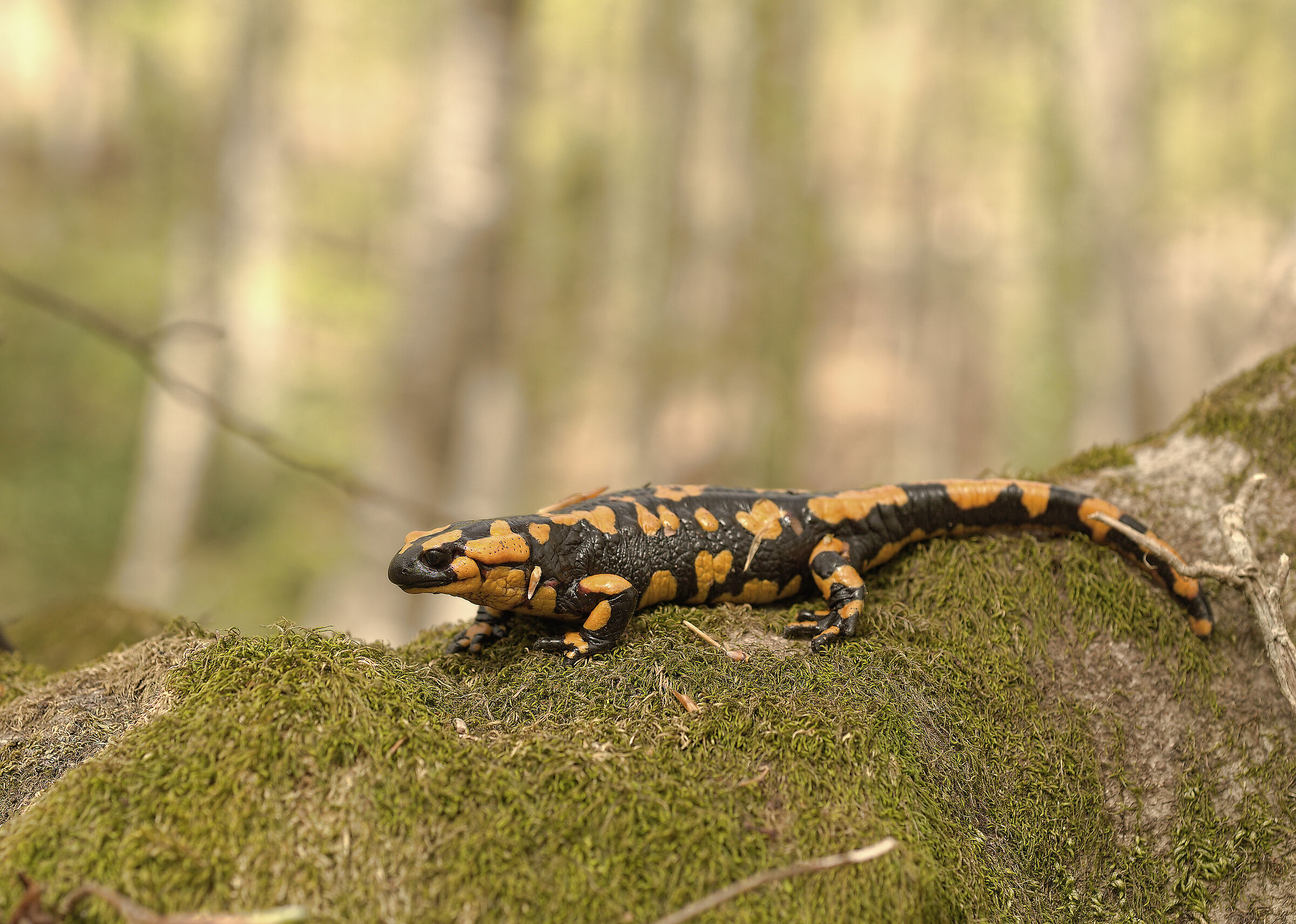 Salamandra pezzata (Salamandra Salamandra giglioils)