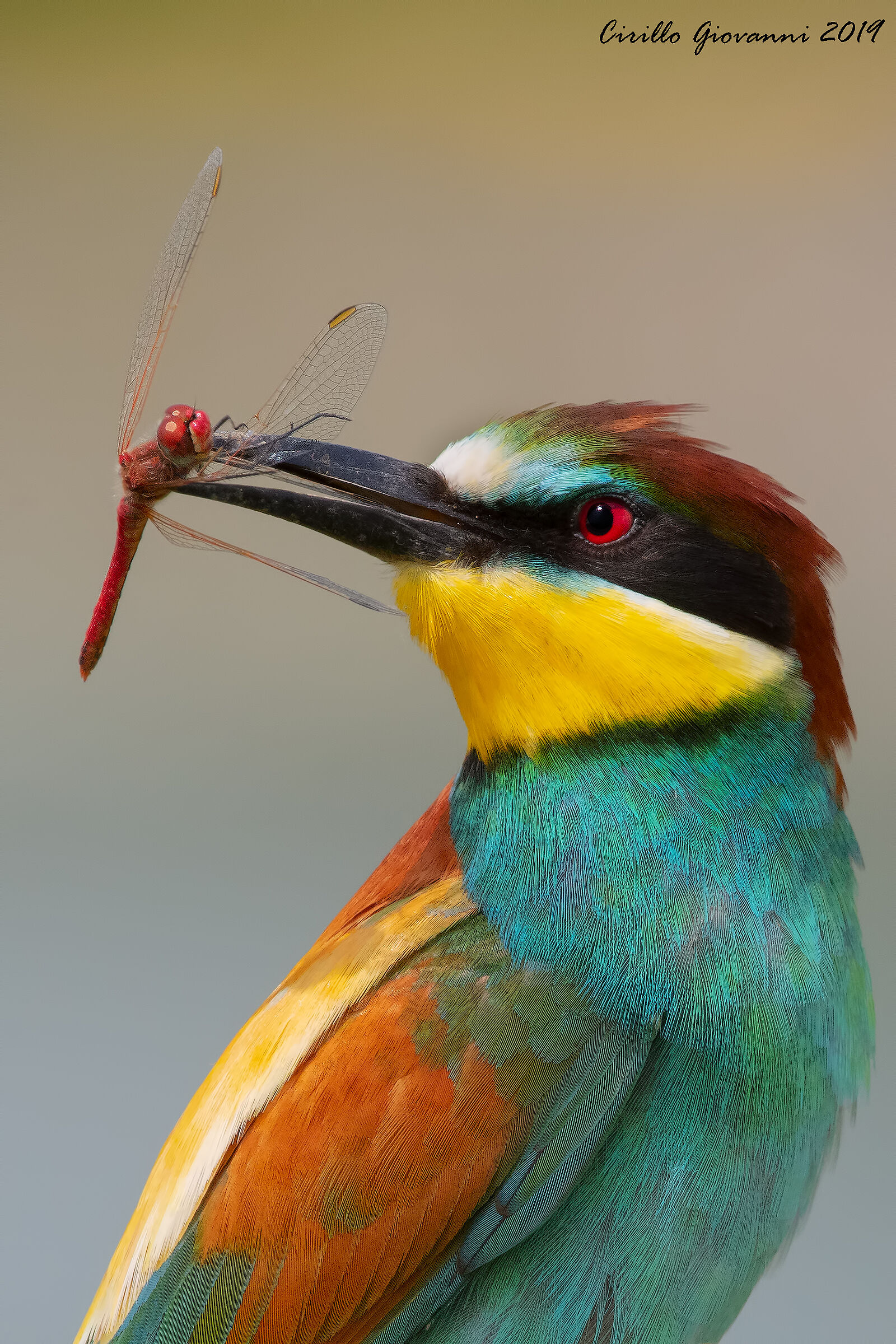 Bee-eater with prey